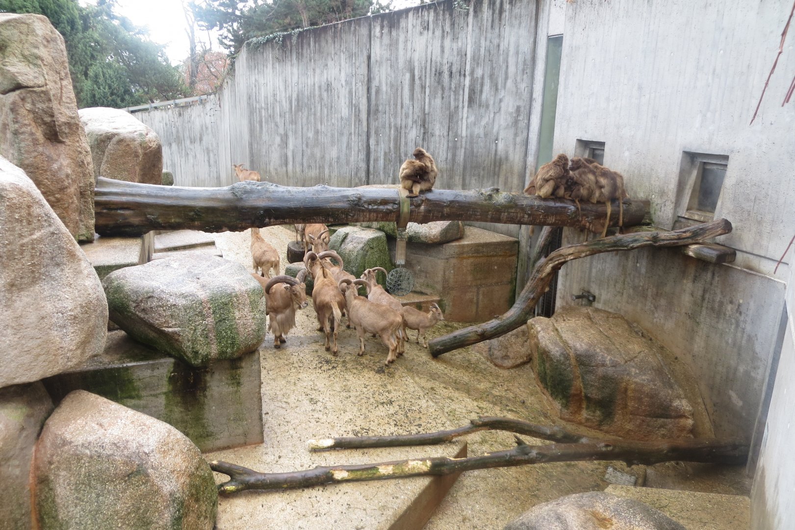 Barbary sheep and Geladas 031218