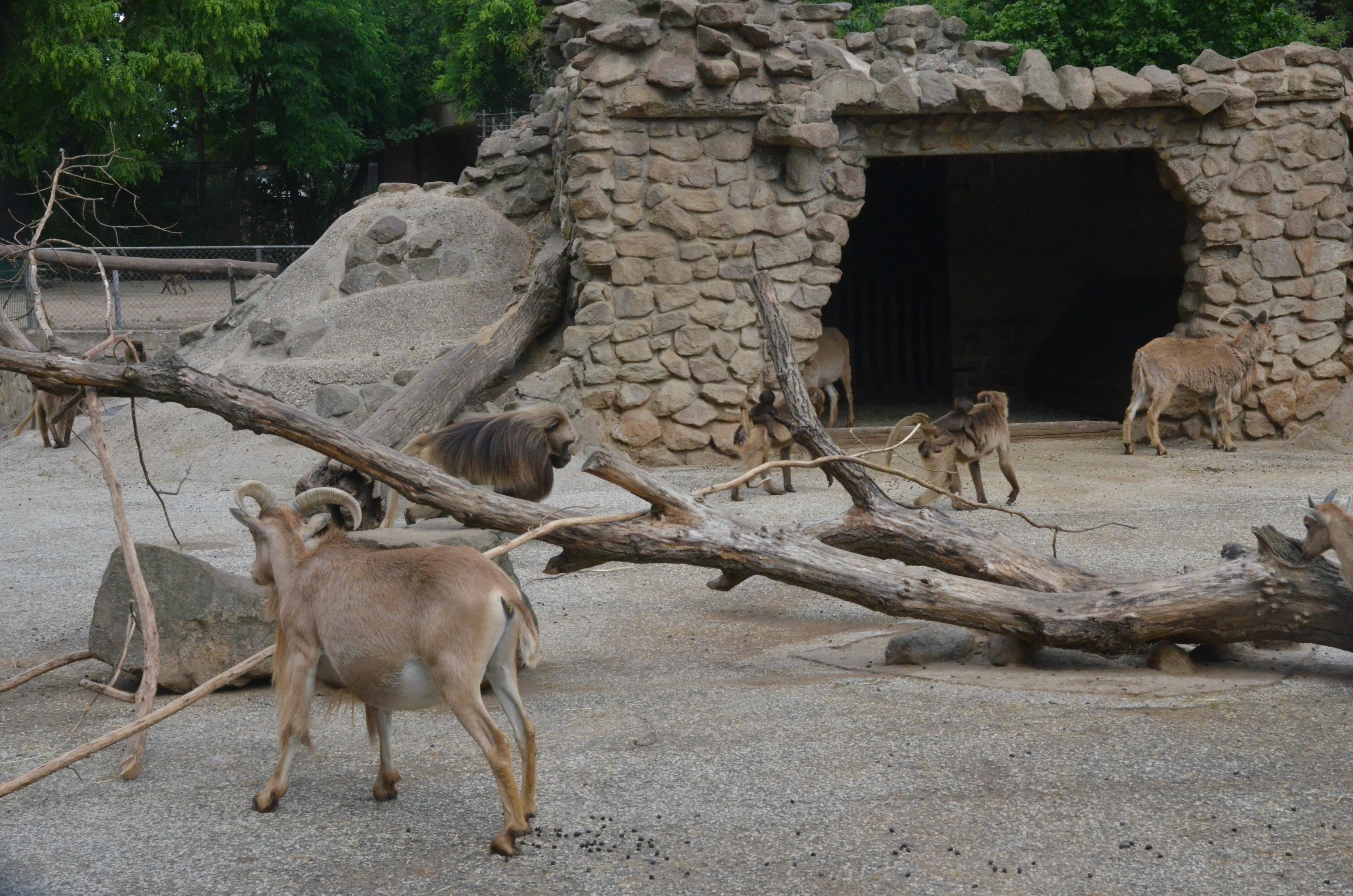 Barbary Sheep and Geladas at Rheine, 18/06/19