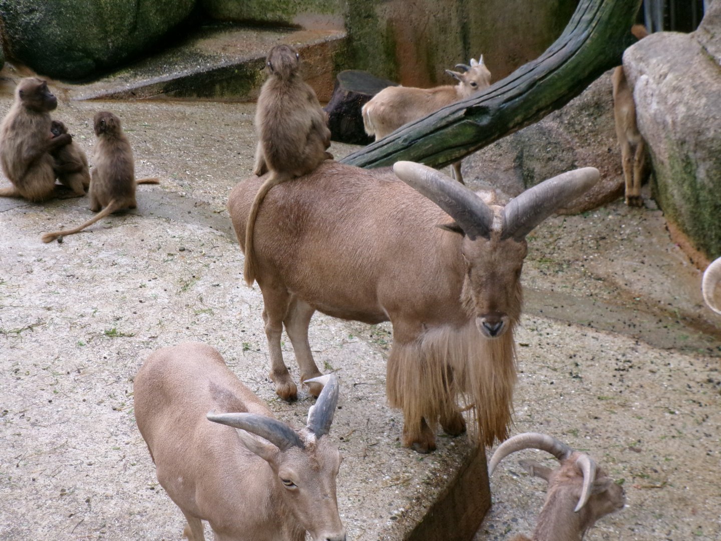 Barbary sheep and geladas