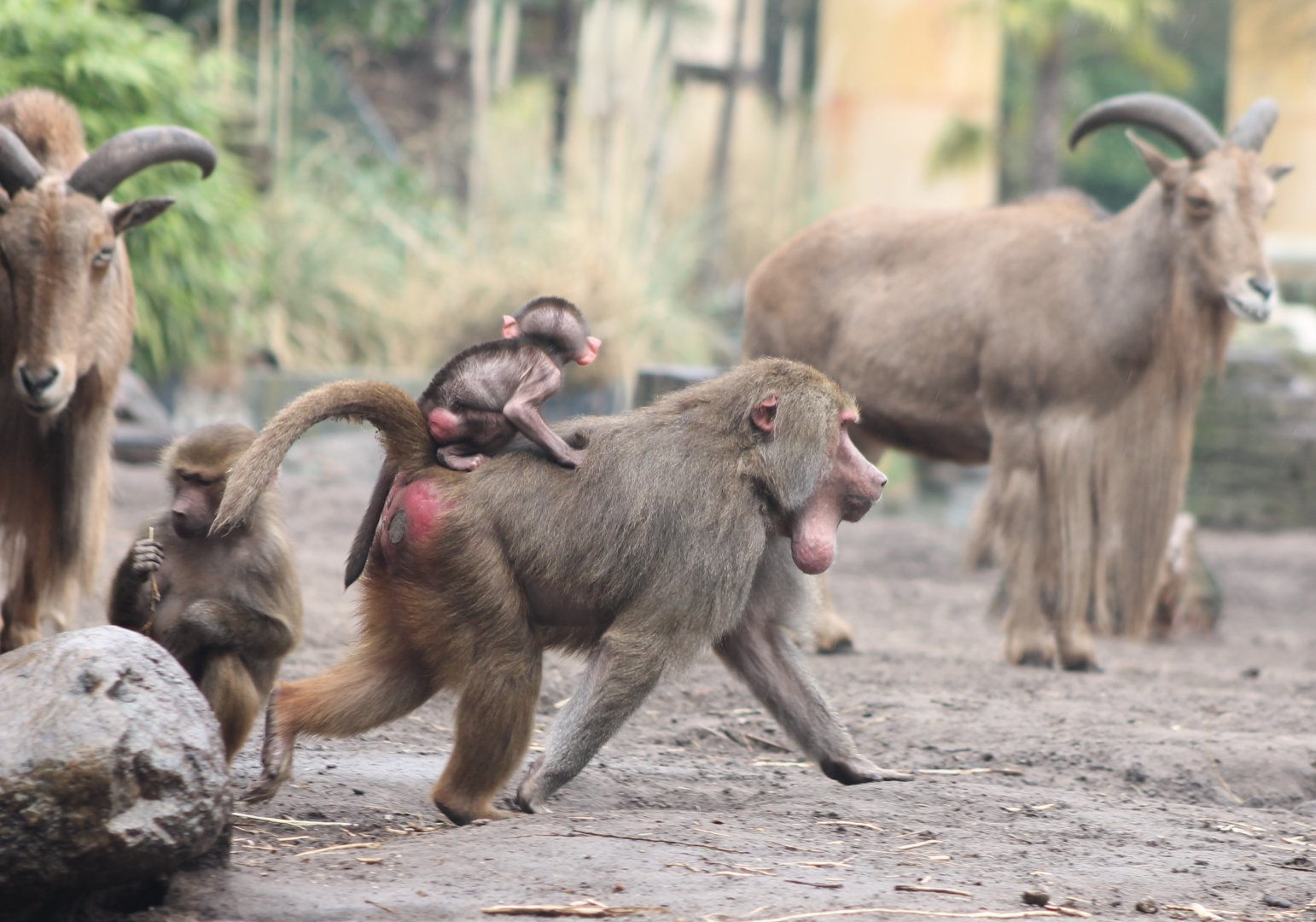 Barbary sheep and Hamadryas baboons