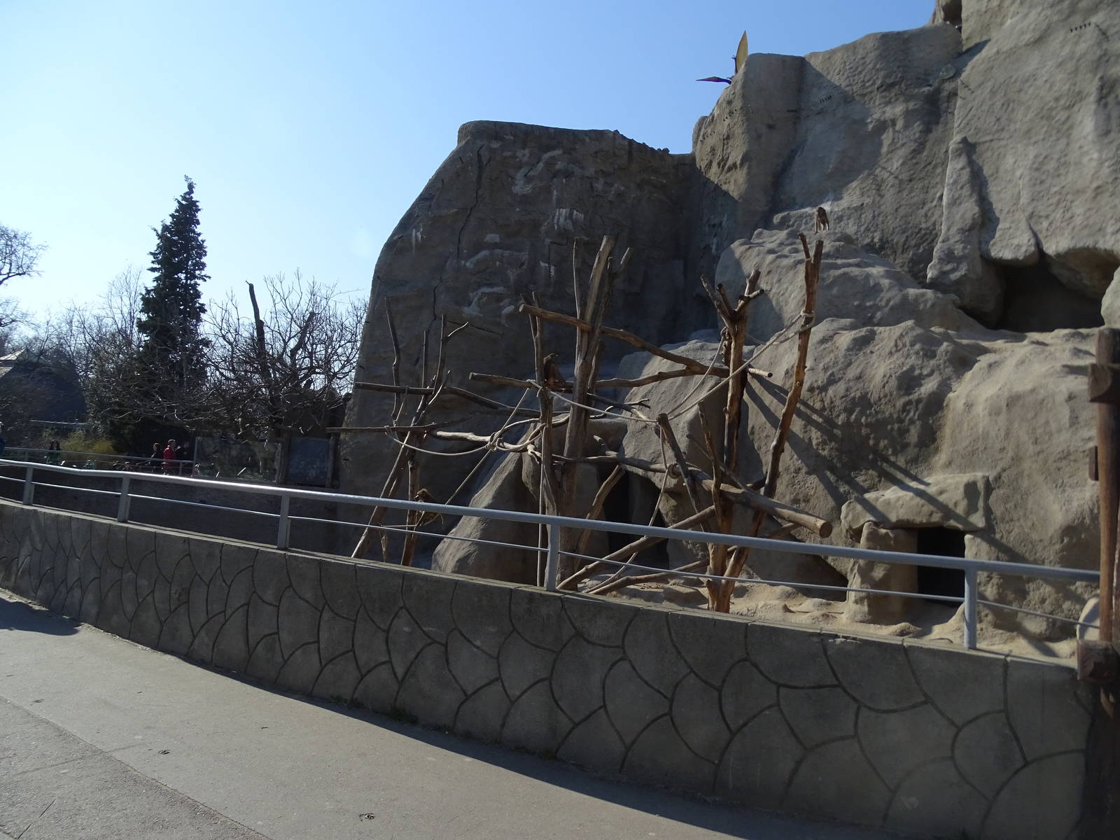 Barbary sheep and Hymadryas baboon enclosure