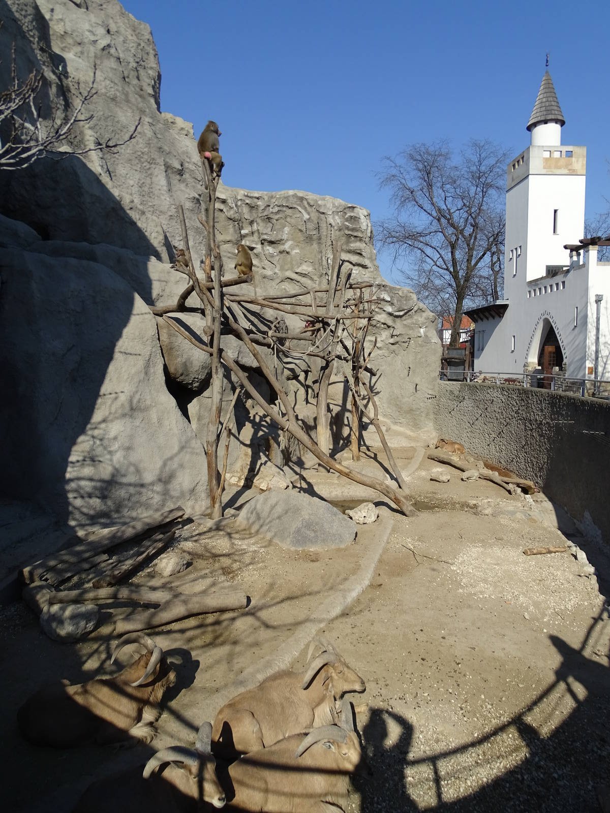 Barbary sheep and Hymadryas baboon enclosure