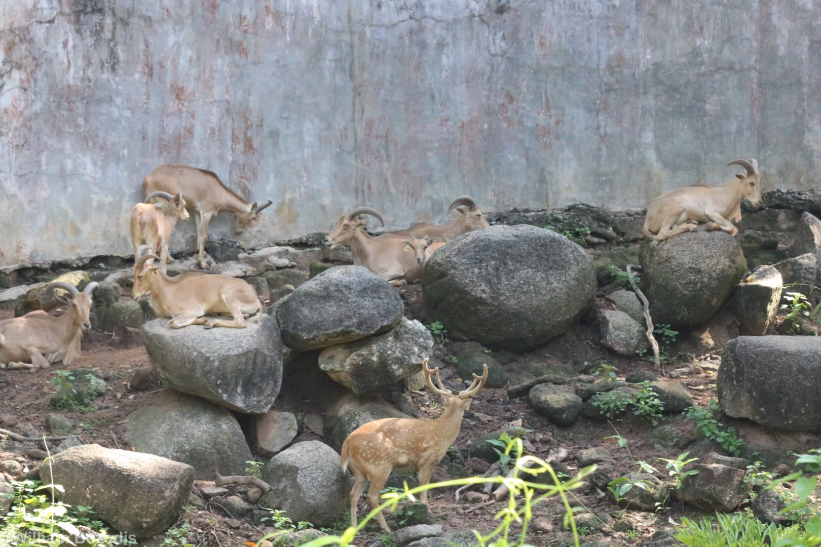 Barbary Sheep and Imposter