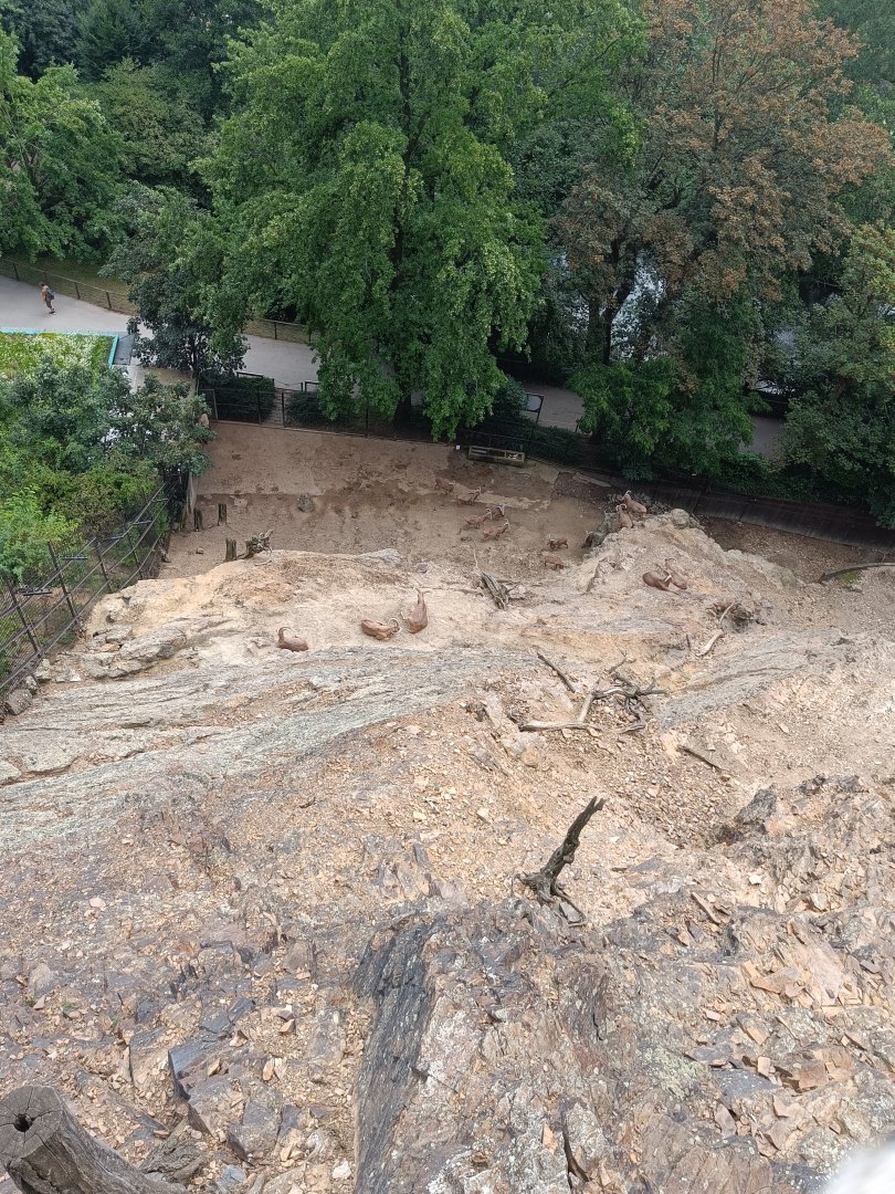 Barbary Sheep and Macaque enclosure from above - Rock Outcrop