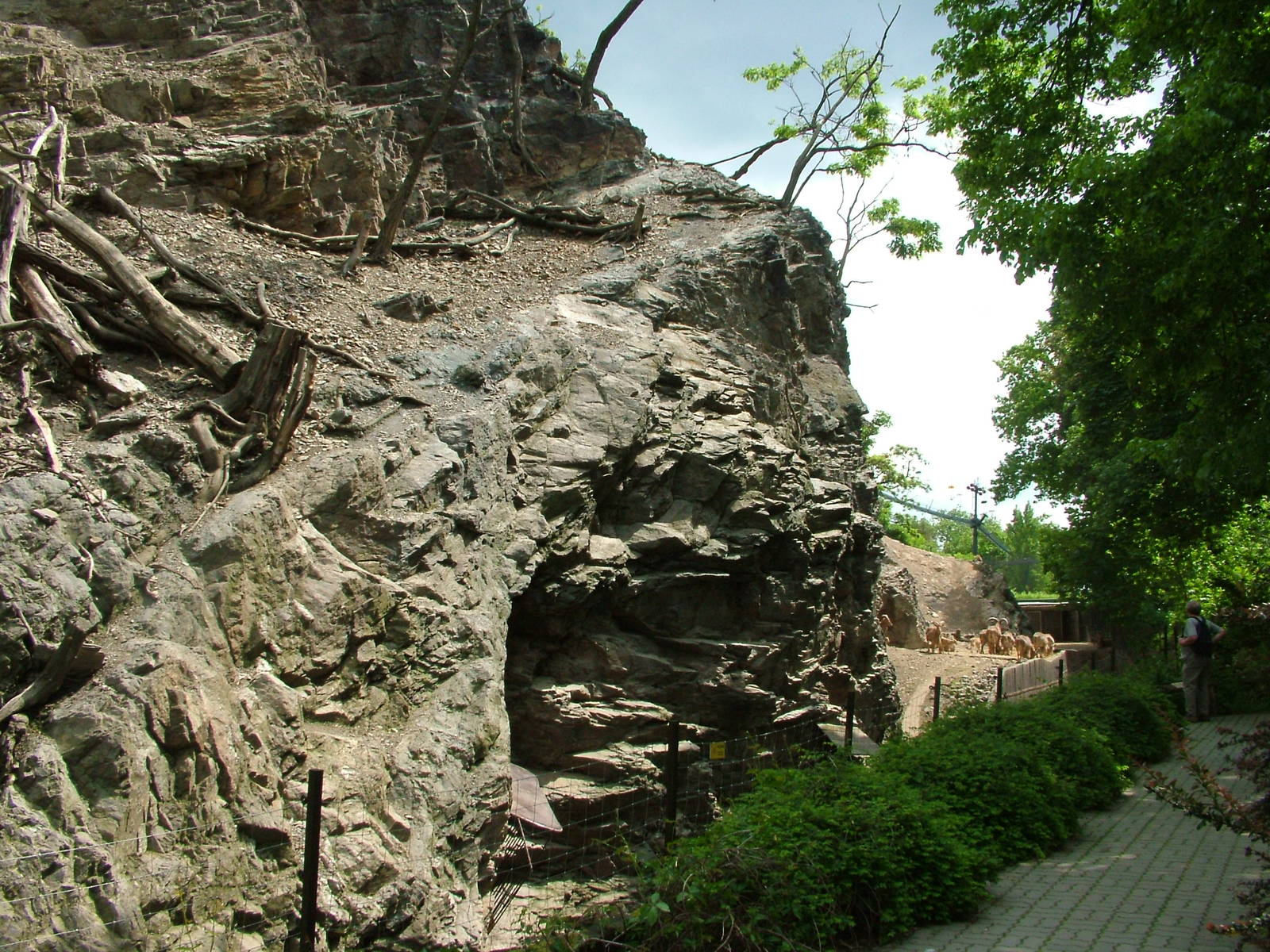 Barbary Sheep and Macaque exhibit at Prague, 24/05/10
