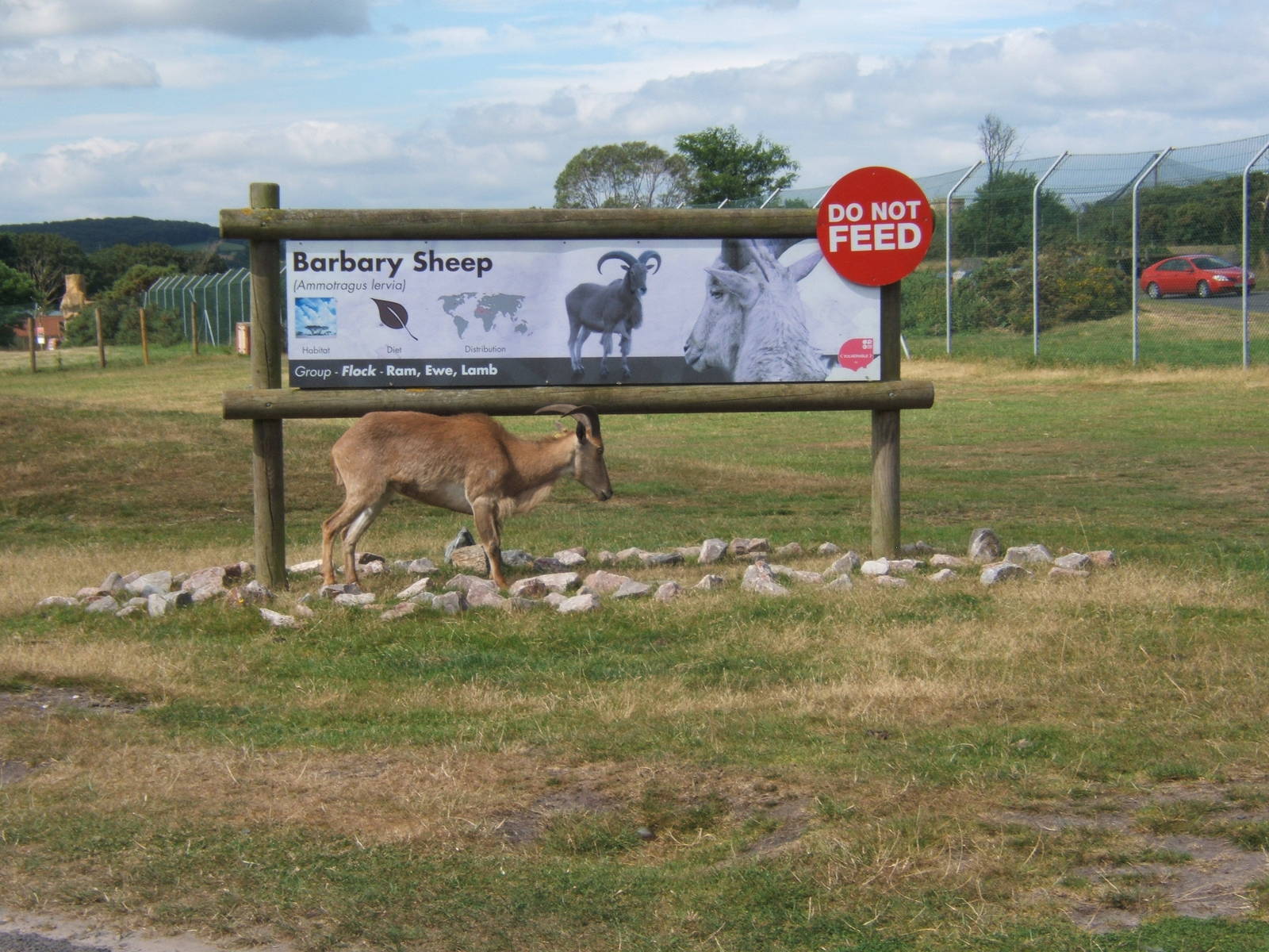 Barbary Sheep and sign