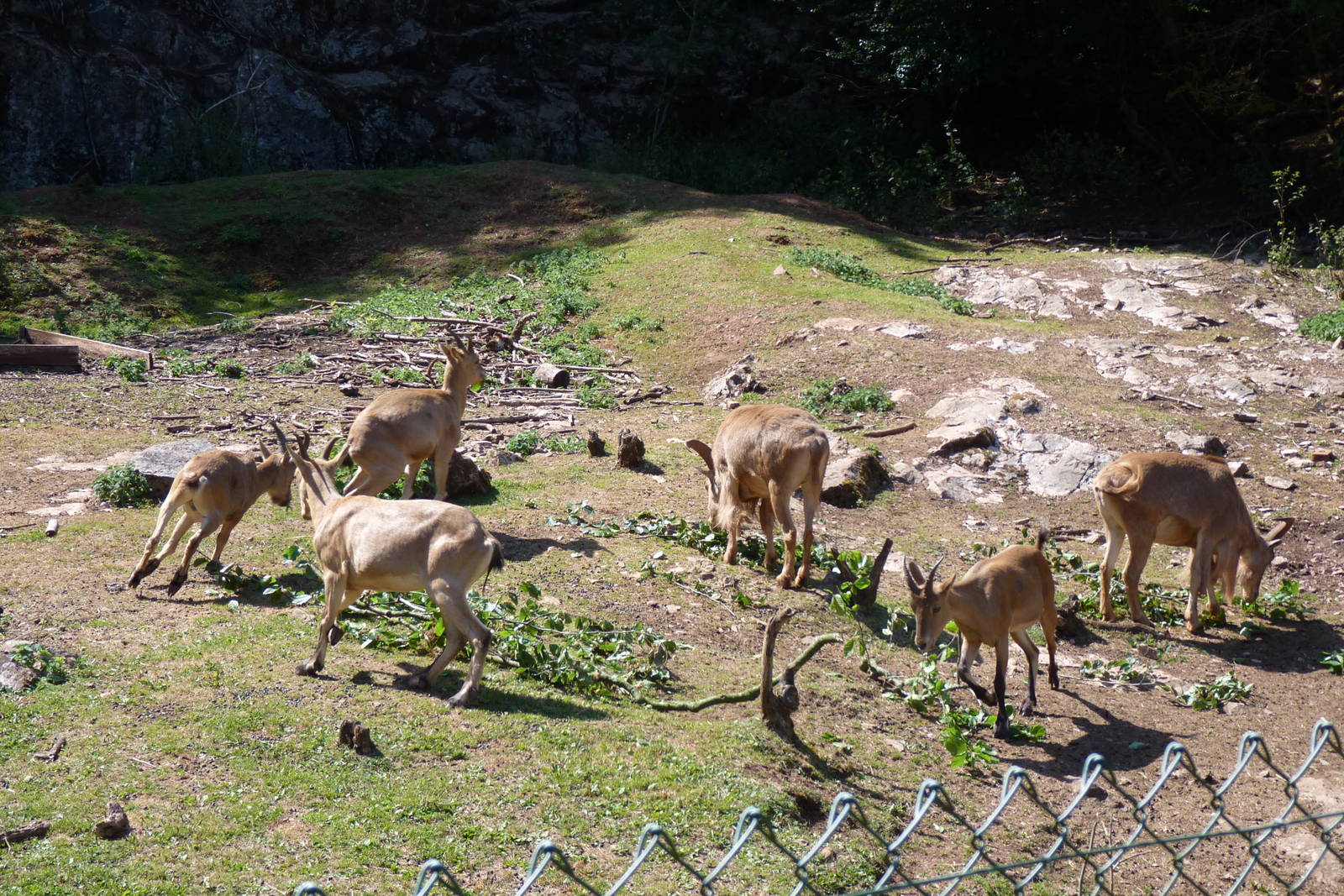 Barbary Sheep and Tur, August 2014