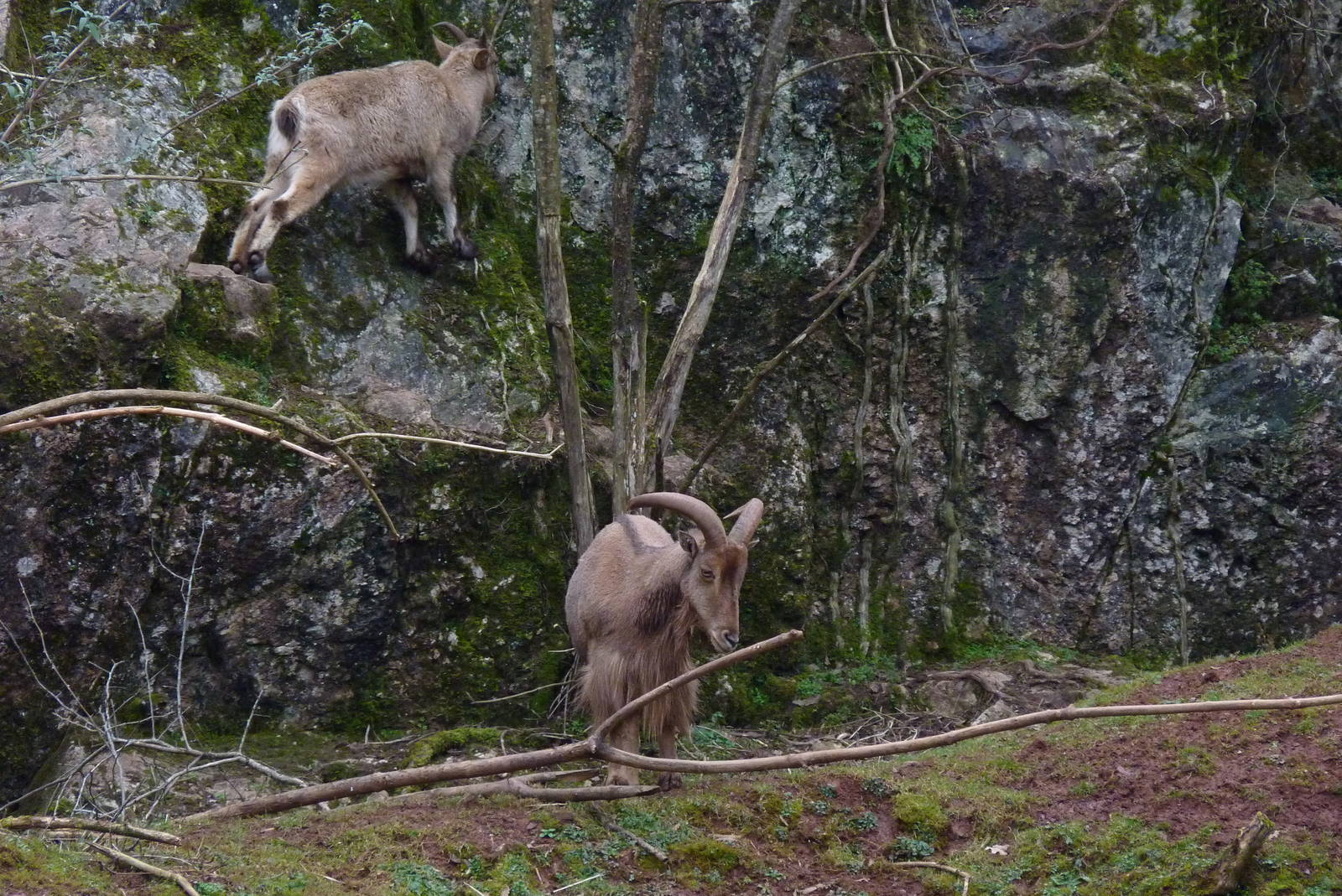 Barbary Sheep and West Caucasian Tur, February 2015