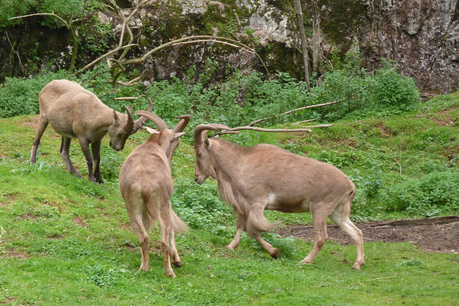 Barbary Sheep and West Caucasian Tur, September 2015