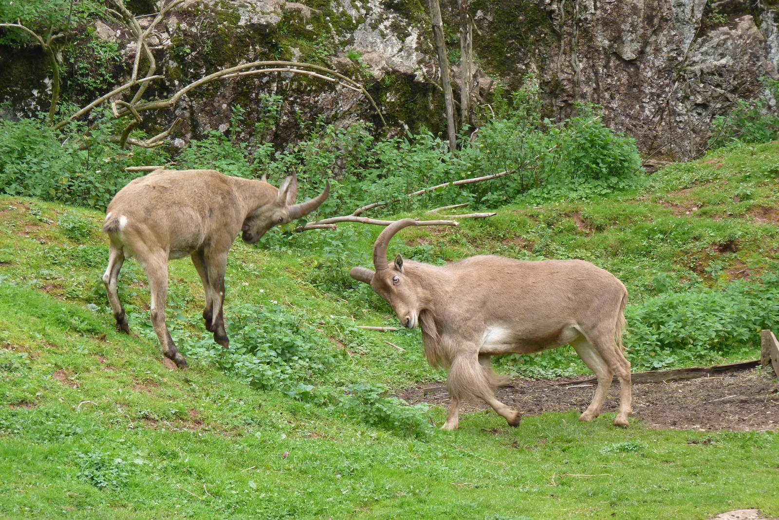 Barbary Sheep and West Caucasian Tur, September 2015