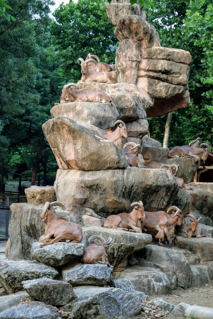 Barbary Sheep (Aoudad) habitat