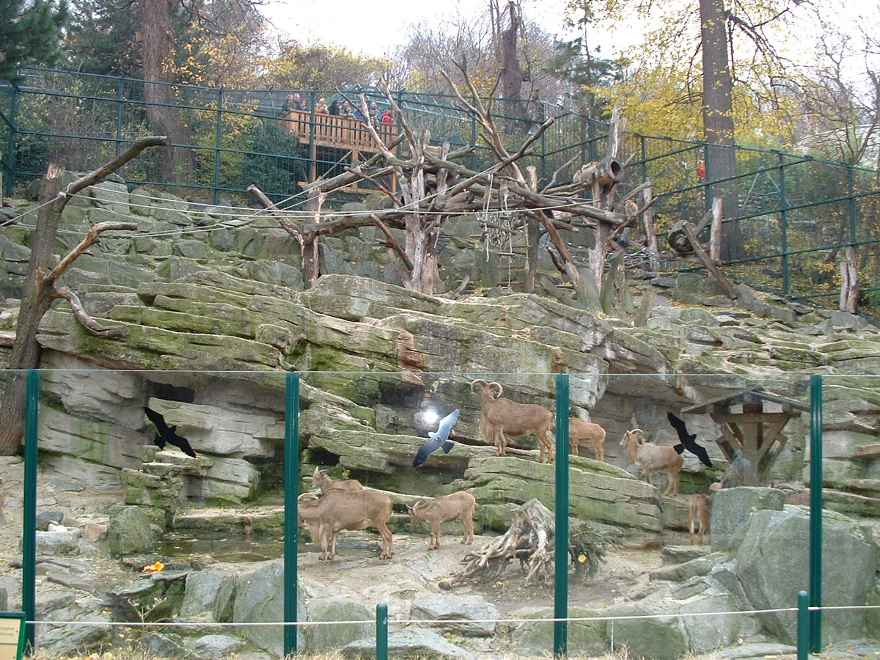 Barbary Sheep/Ape Enclosure - Vienna 2006