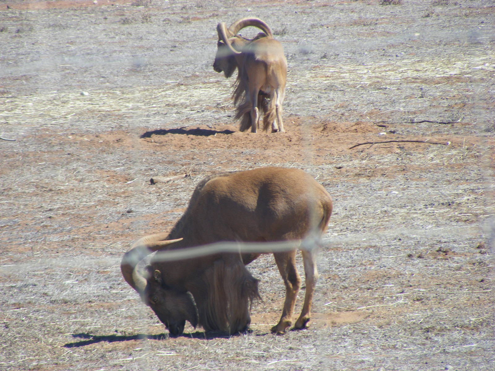 Barbary Sheep - April, 2010