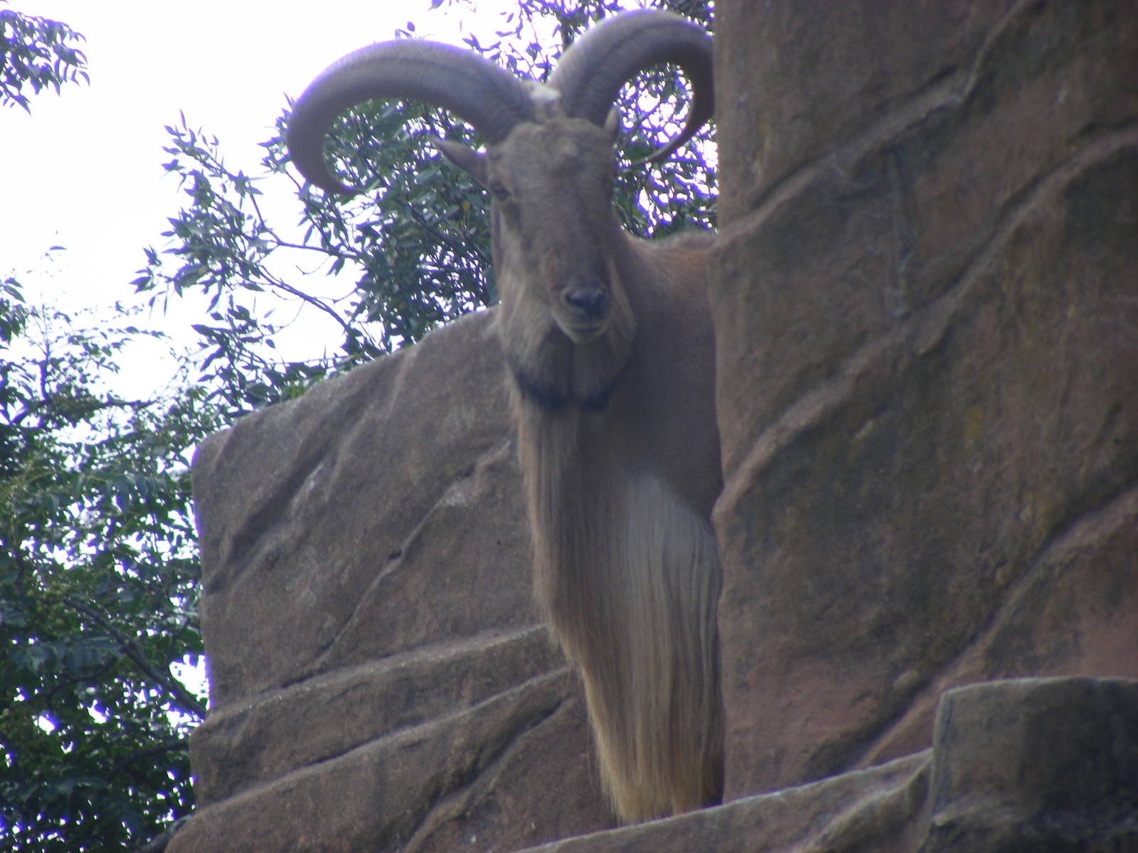 Barbary Sheep - April, 2010
