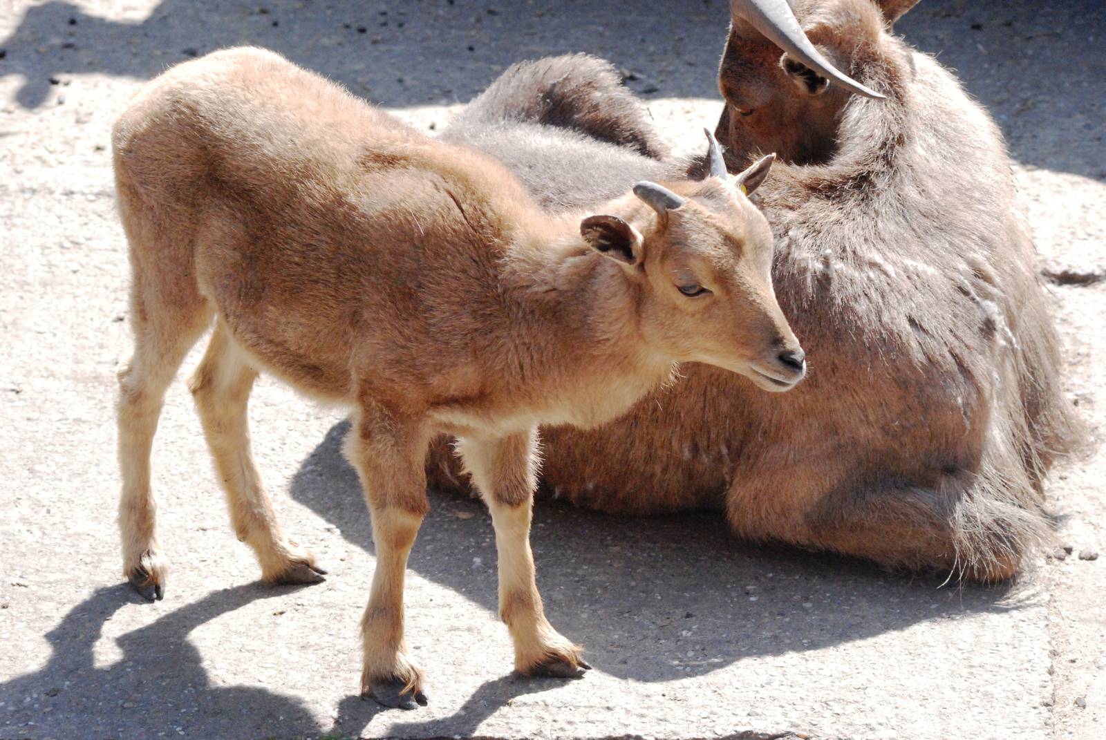 Barbary Sheep at Dudley, 14/07/13