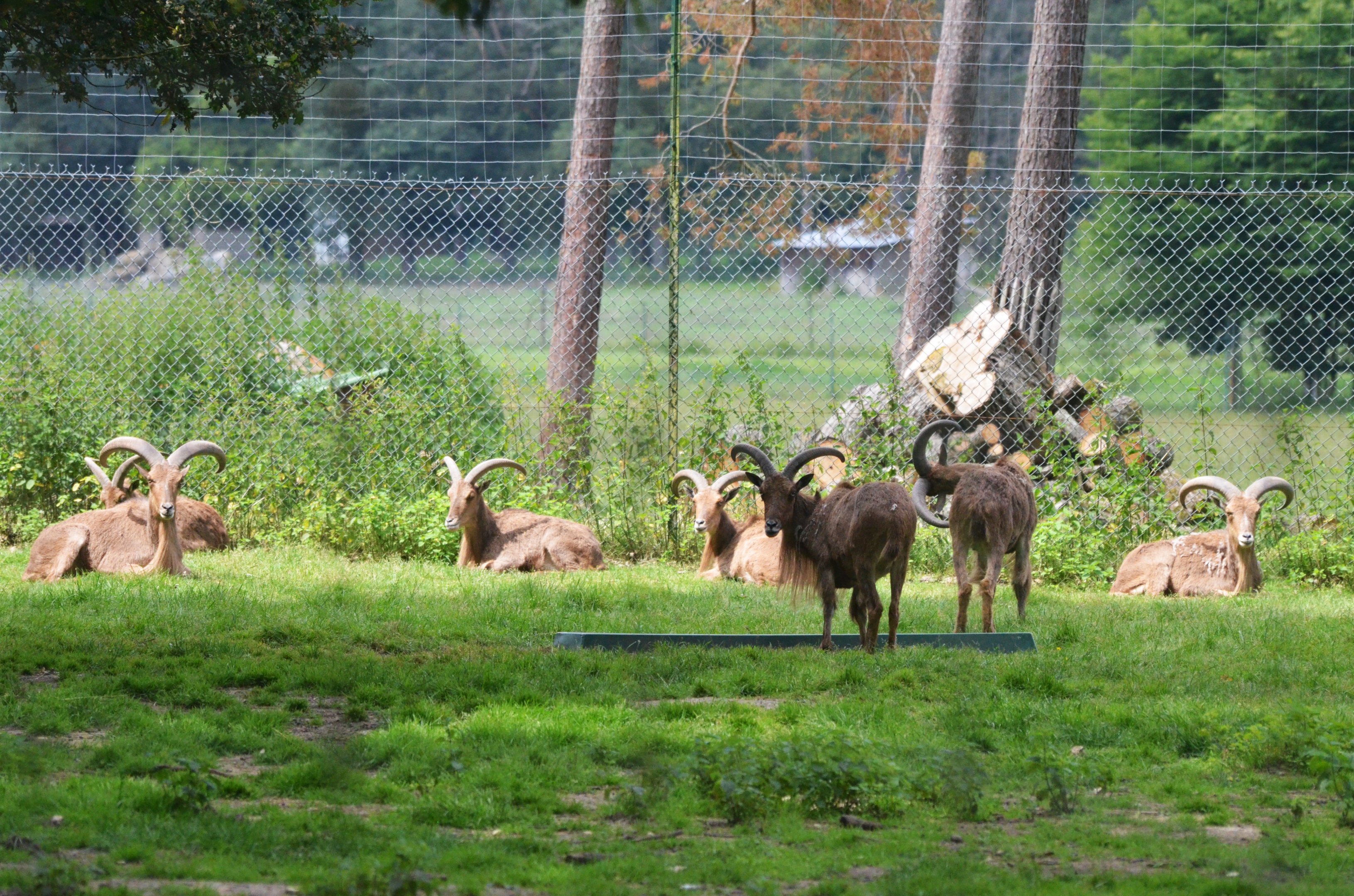 Barbary Sheep at Haute-Touche, 14/06/18