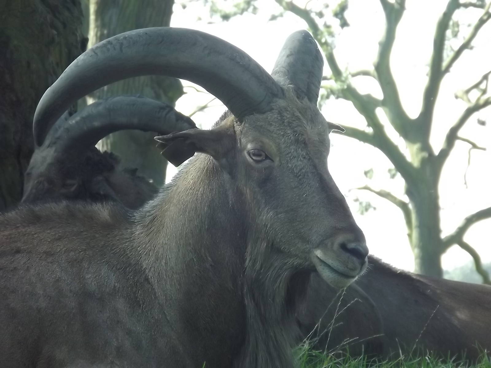 Barbary Sheep at Knowsley Safari Park 08/09/12