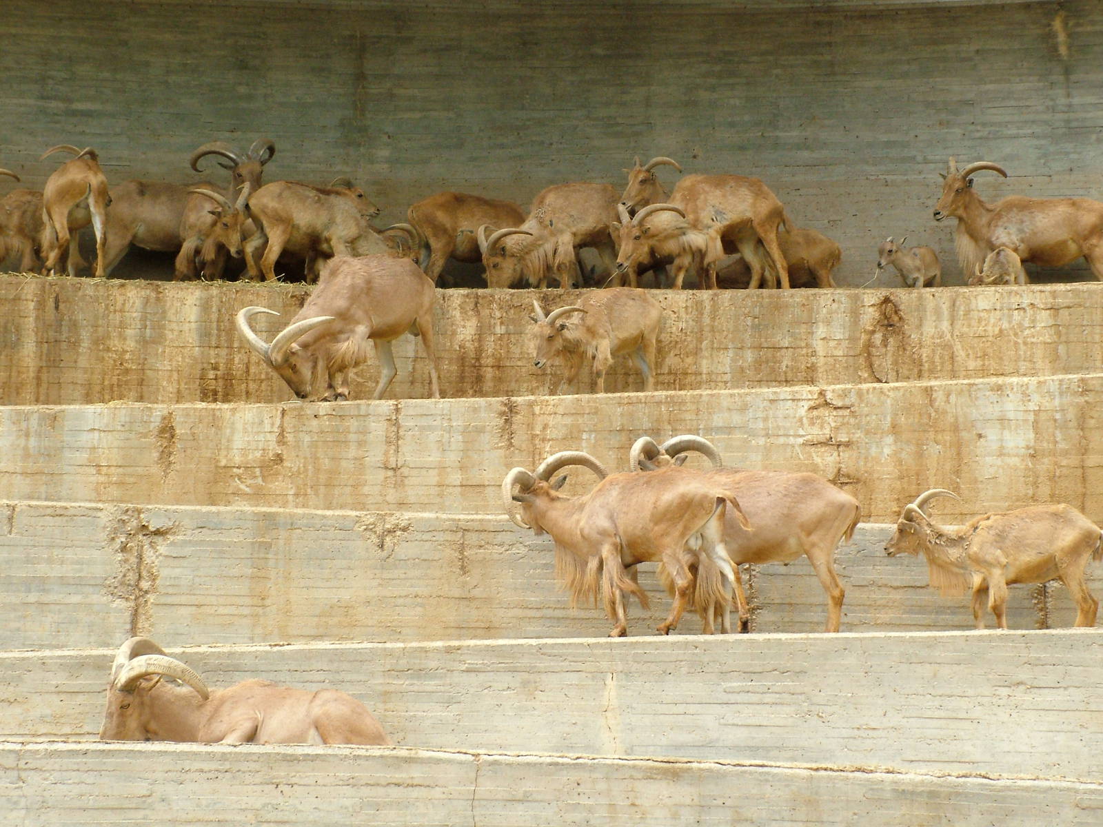 Barbary Sheep at Madrid Zoo Aquarium, 26/05/11