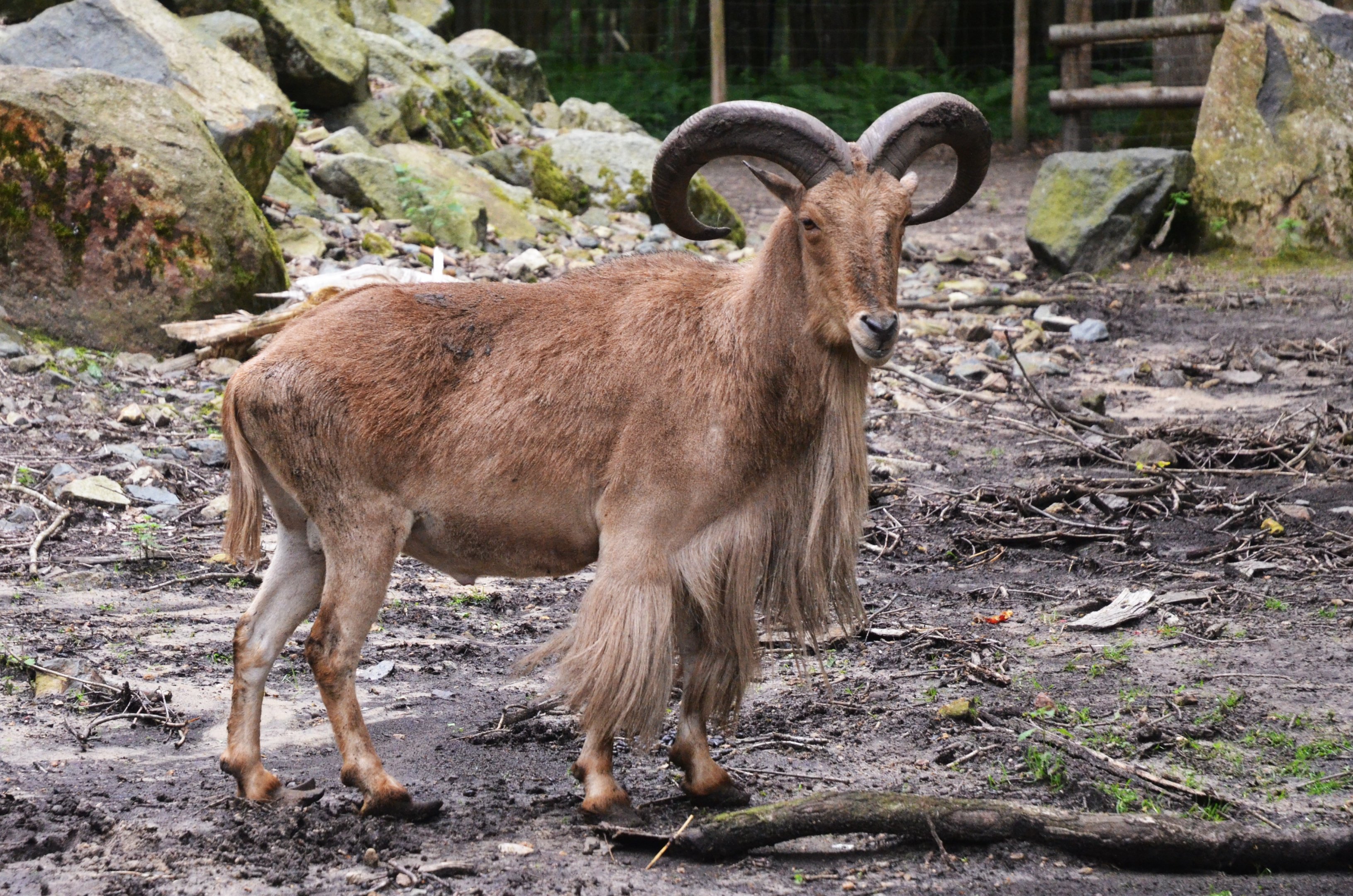 Barbary Sheep at Pescheray, 13/06/18