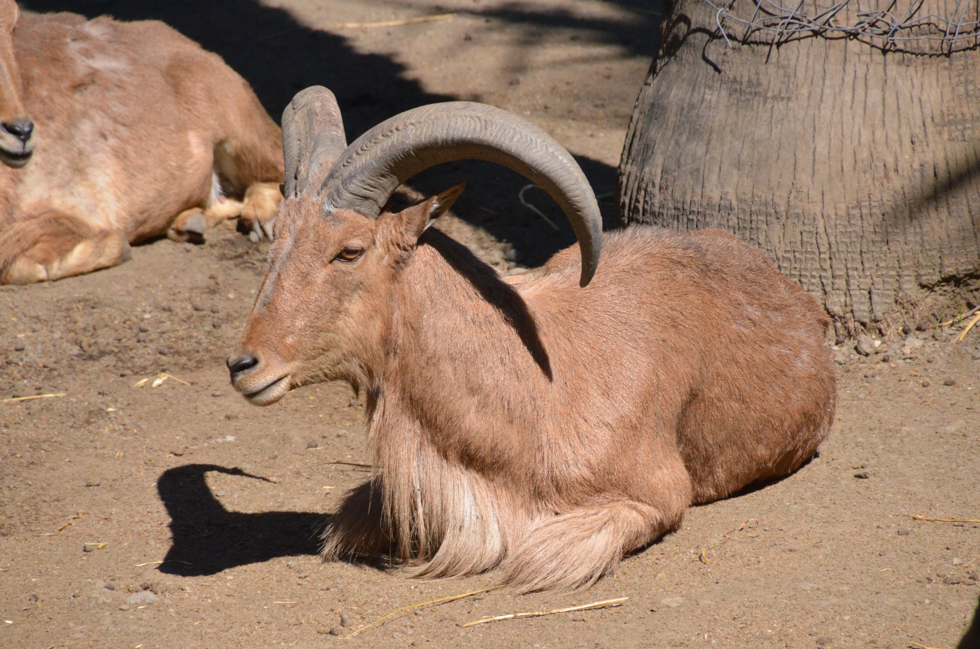 Barbary Sheep at Selwo Aventura, 13/03/19