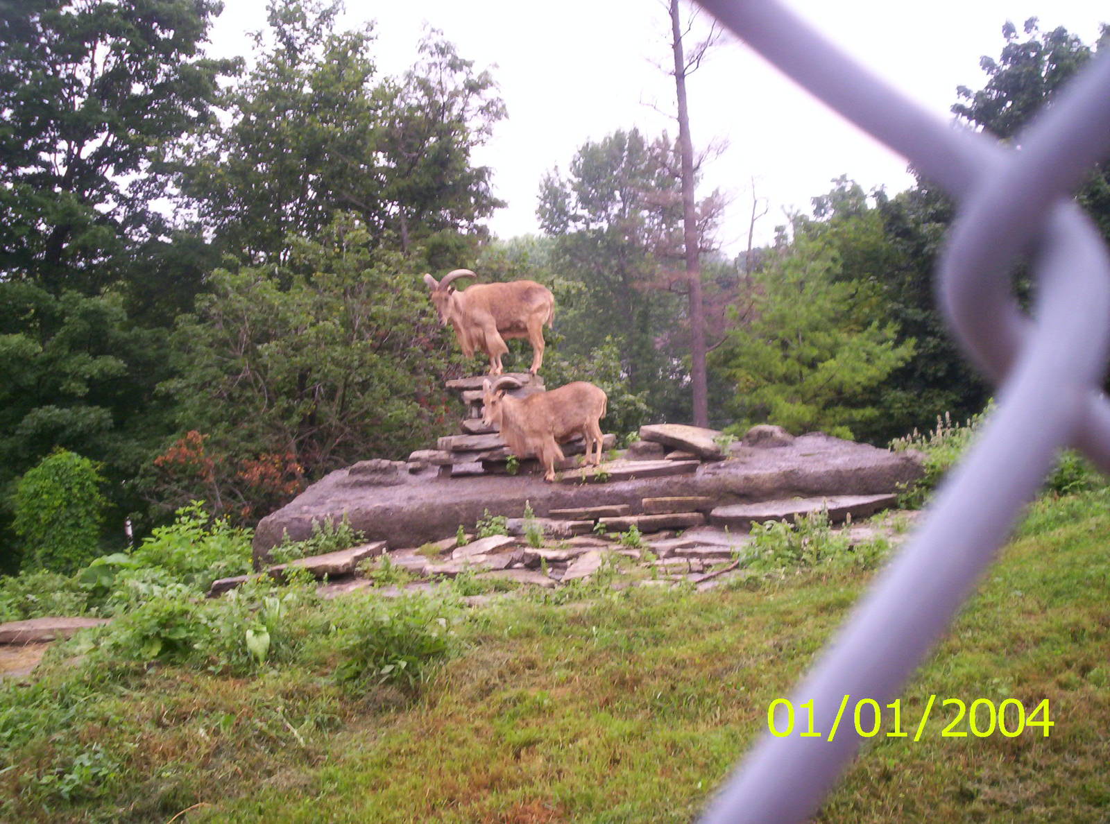 Barbary Sheep at the Peterborough Zoo