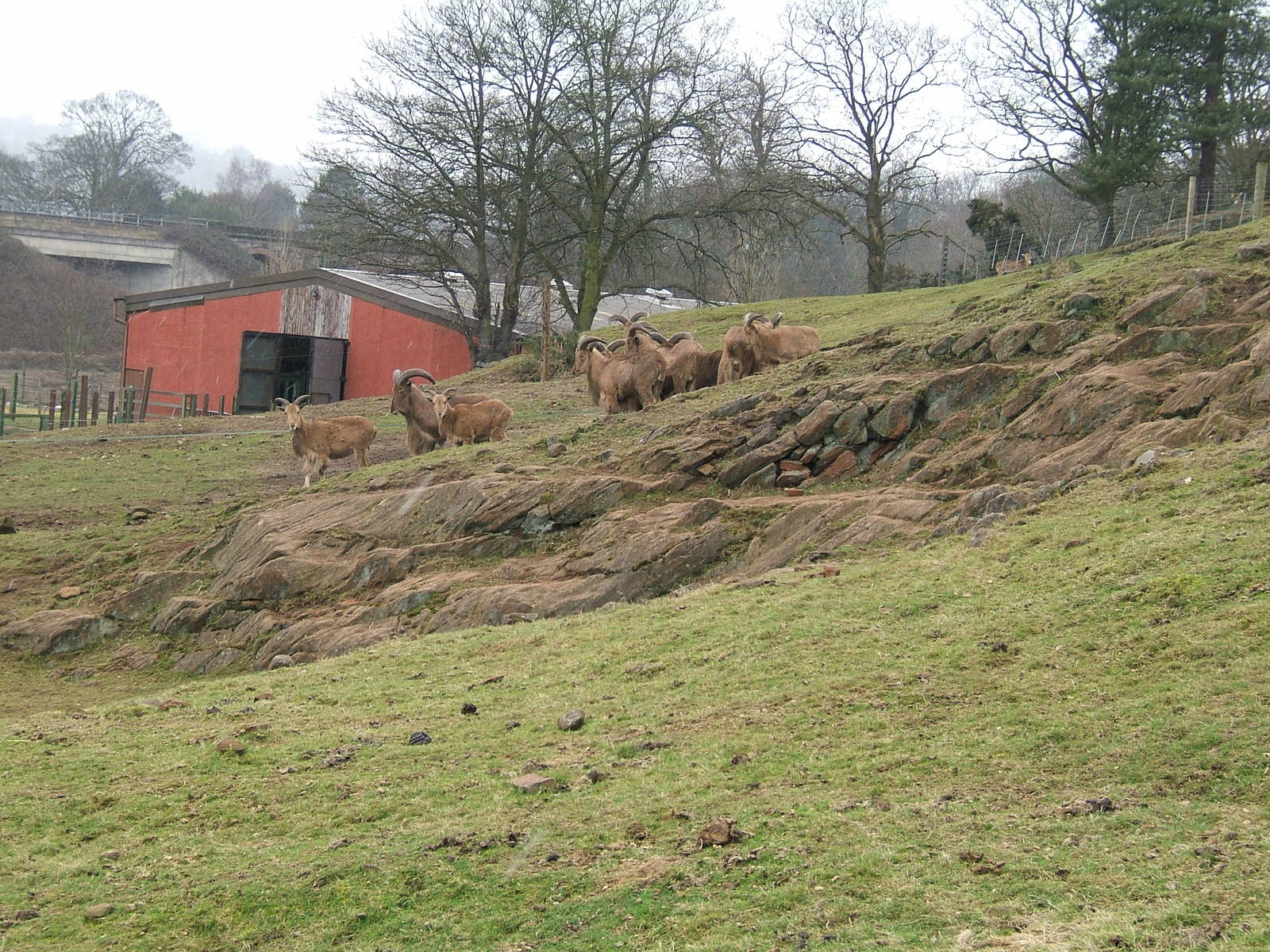 Barbary sheep at West Midland Safari Park, 13 February 2010
