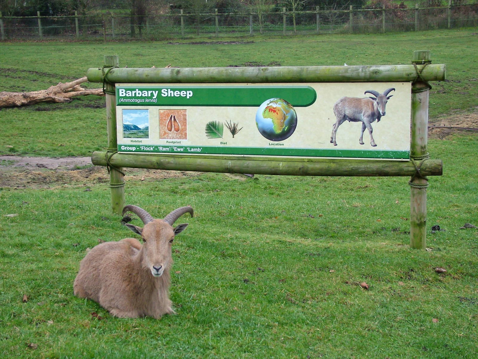 Barbary Sheep at West Mids Nov 08