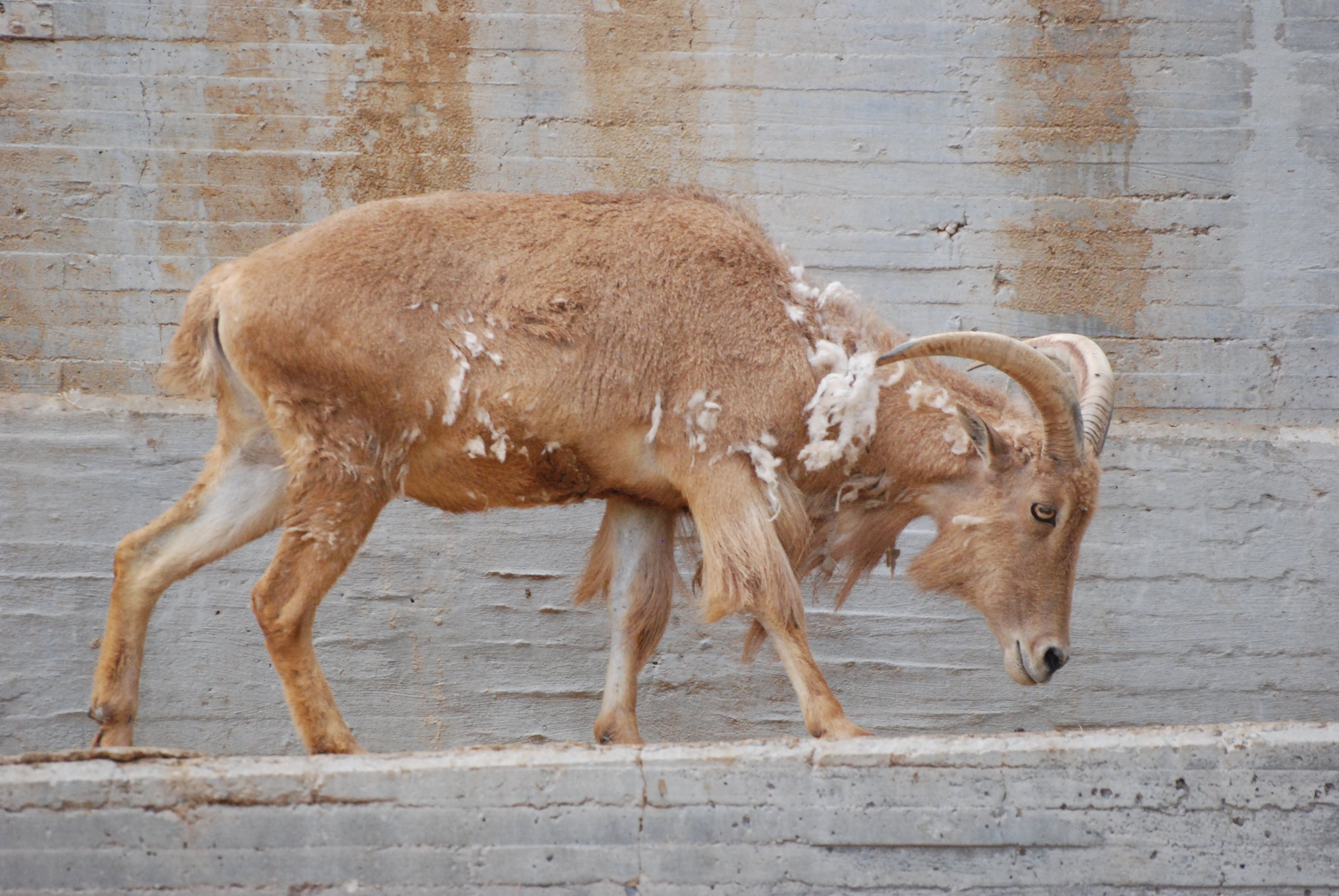 Barbary Sheep at Zoo Aquarium de Madrid, 20th May 2022