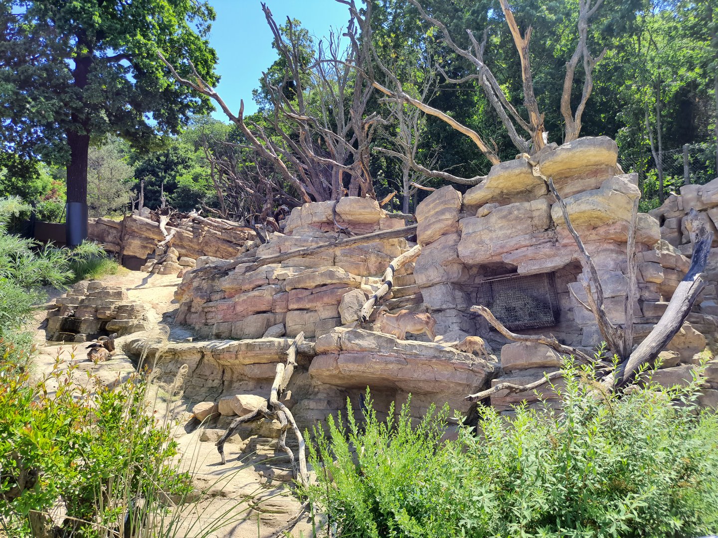Barbary sheep & Barbary macaque enclosure- Tiergarten Schönbrunn
