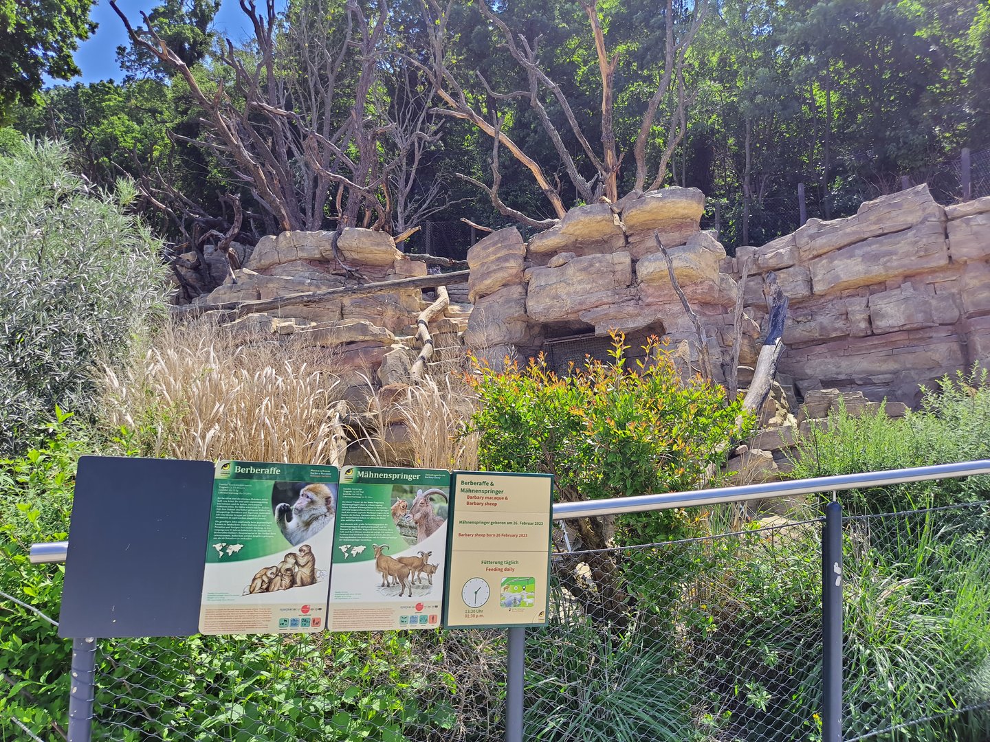 Barbary sheep & Barbary macaque enclosure with signage- Tiergarten Schönbrunn