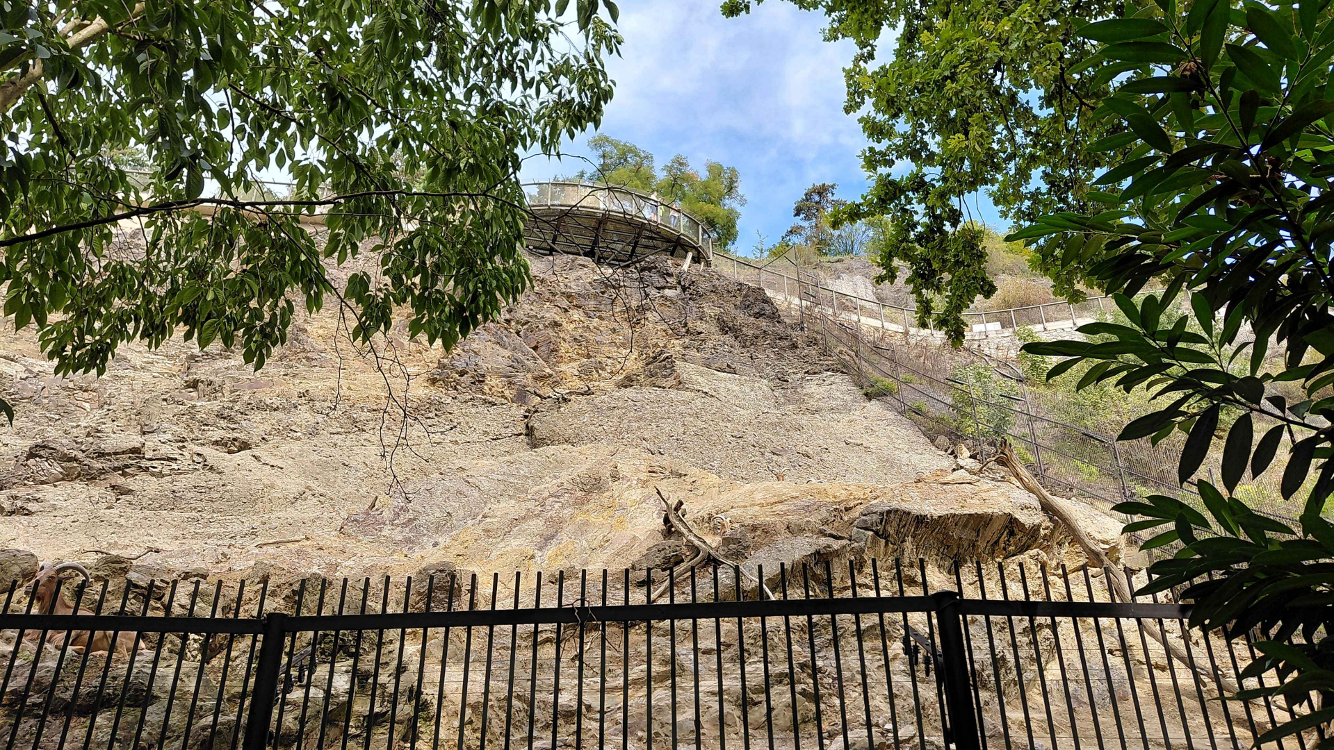 Barbary sheep + Barbary macaque exhibit