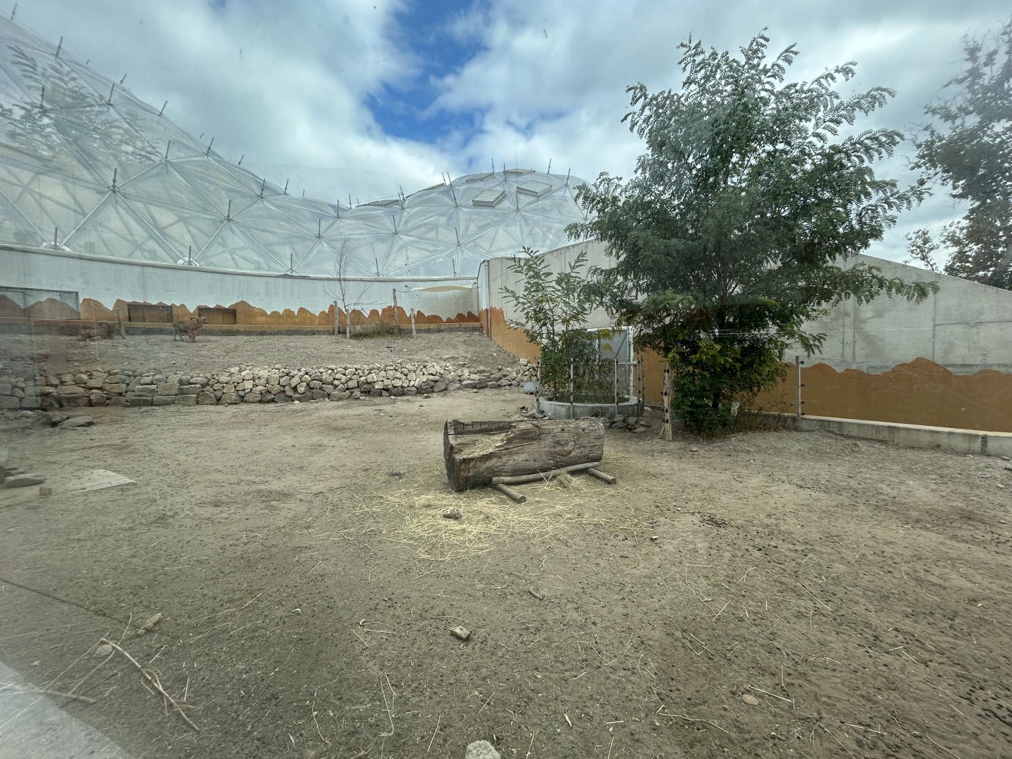 Barbary Sheep - Biodome