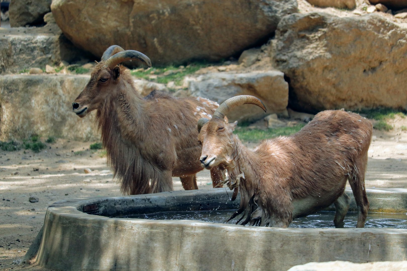 Barbary sheep cooling off