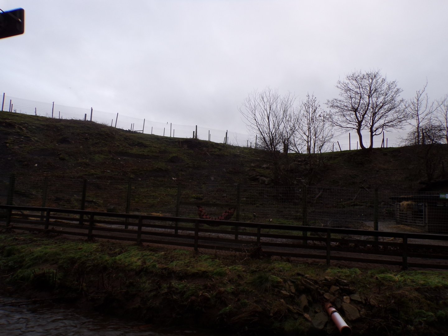 Barbary sheep enclosure 1.1.23