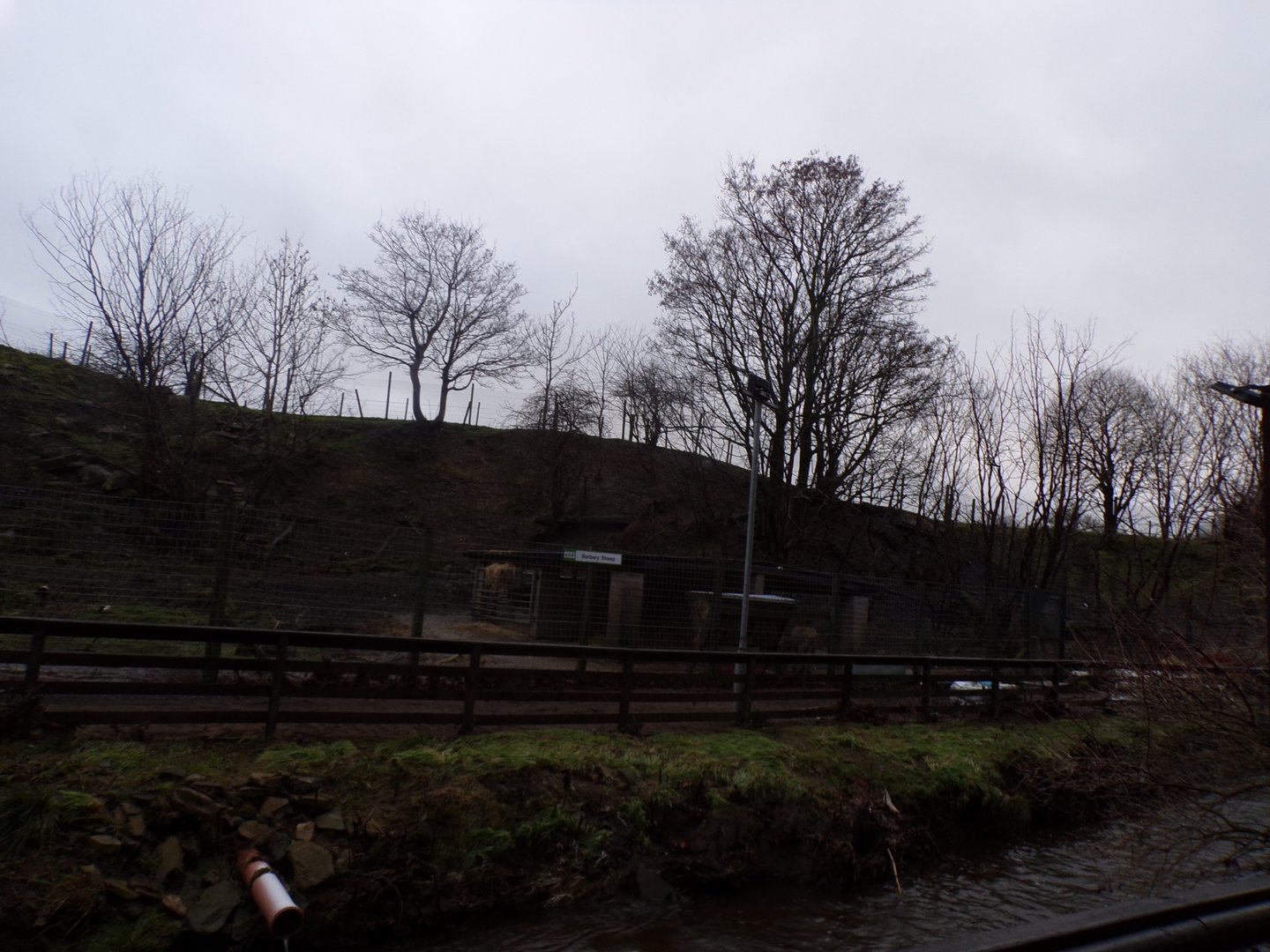 Barbary sheep enclosure 1.1.23