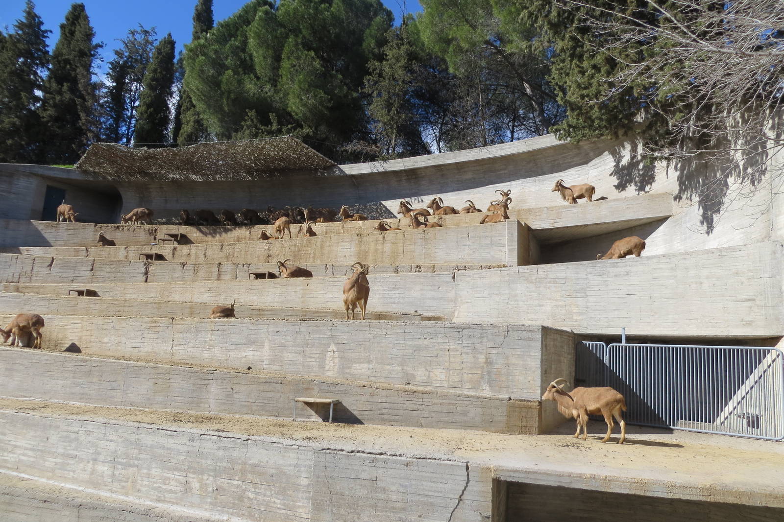 Barbary Sheep enclosure 150216