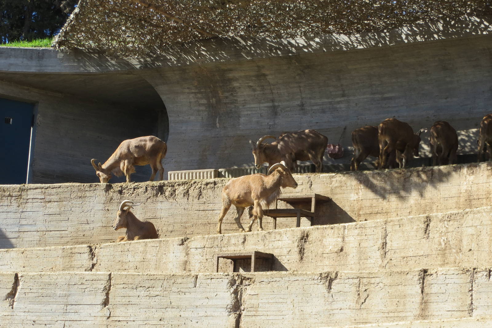 Barbary Sheep enclosure 150216