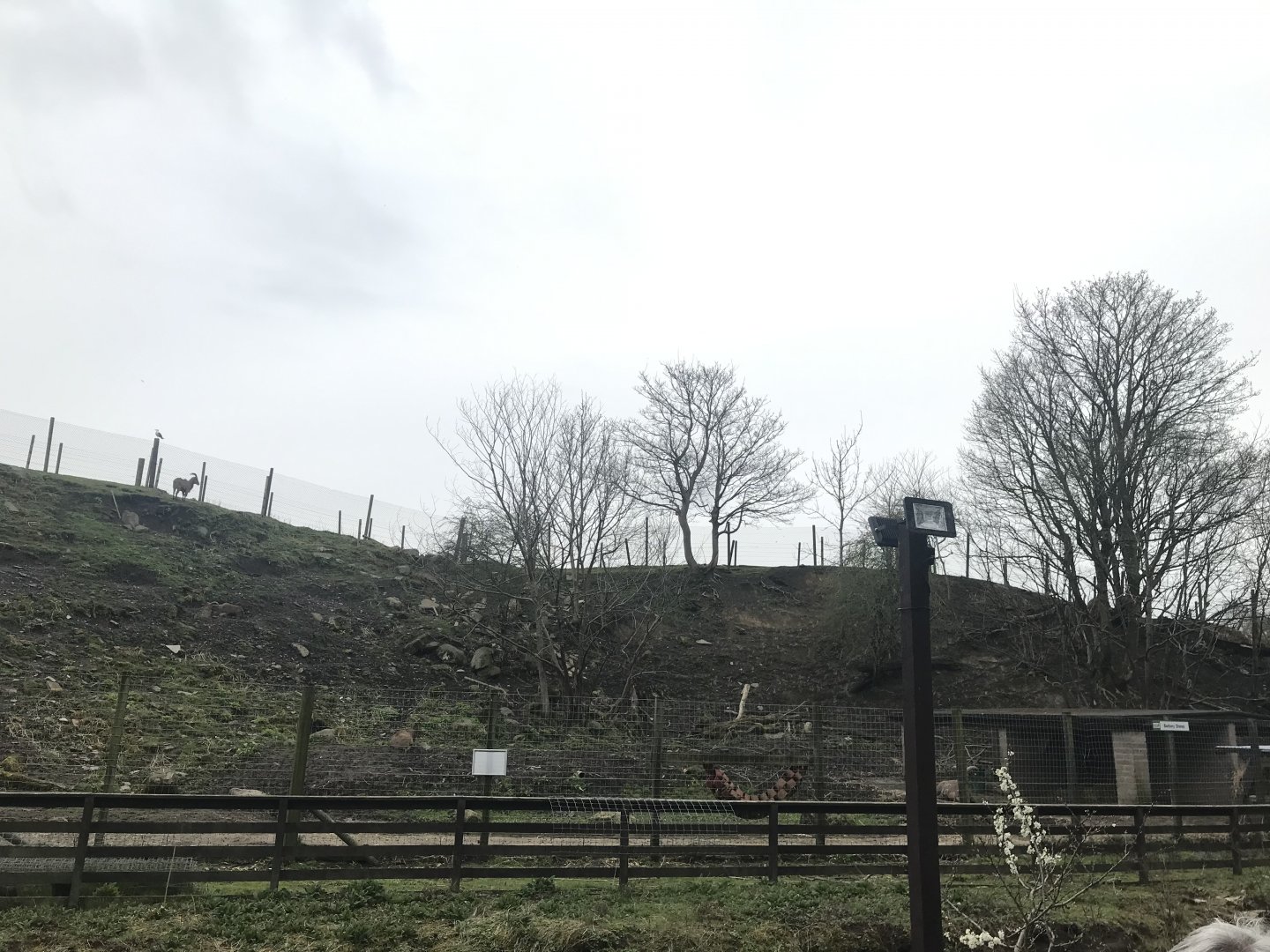 Barbary sheep enclosure (2)