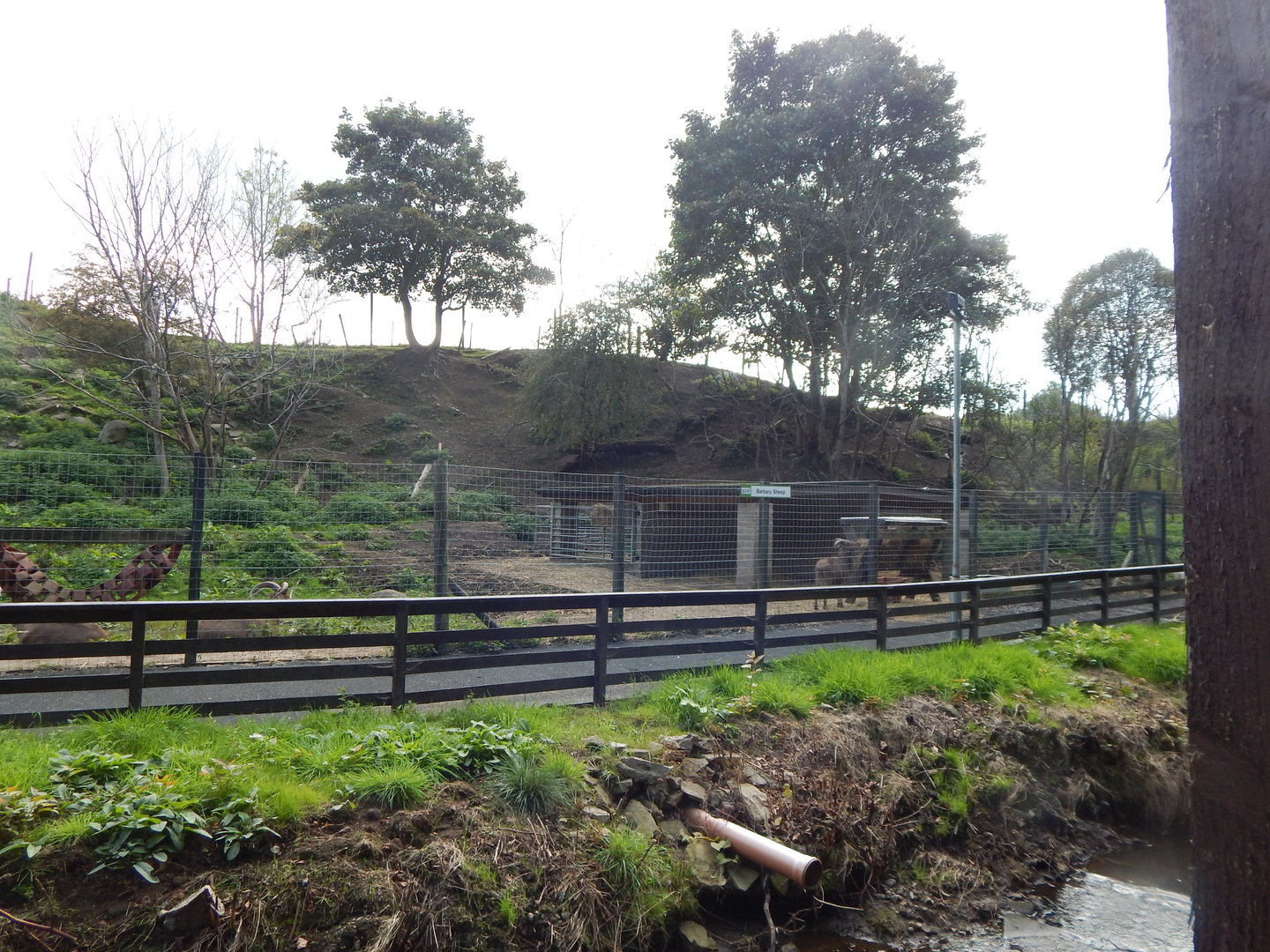 Barbary sheep enclosure 200922