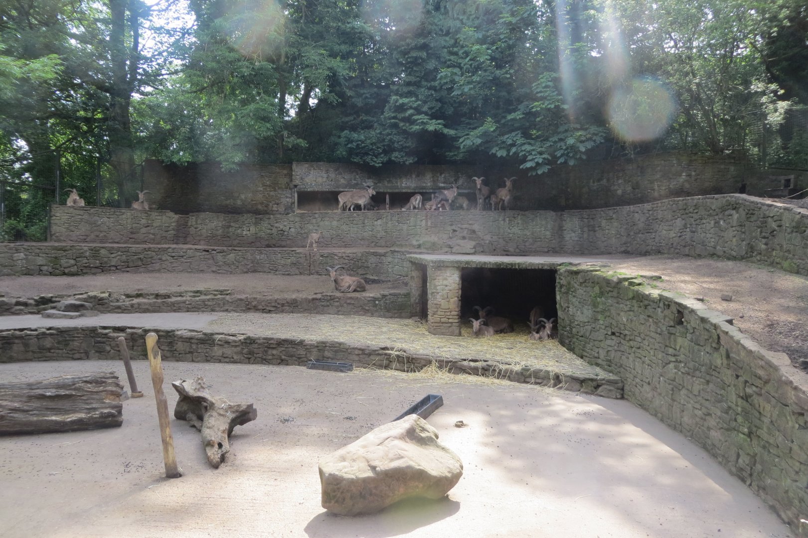 Barbary sheep enclosure 230619