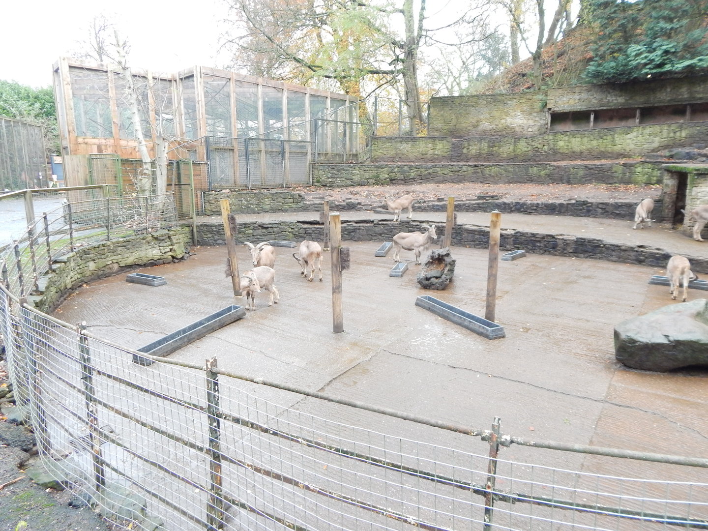 Barbary sheep enclosure 241122