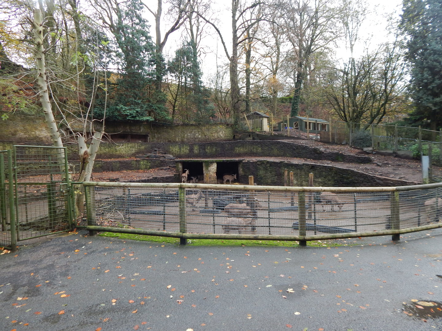 Barbary sheep enclosure 241122
