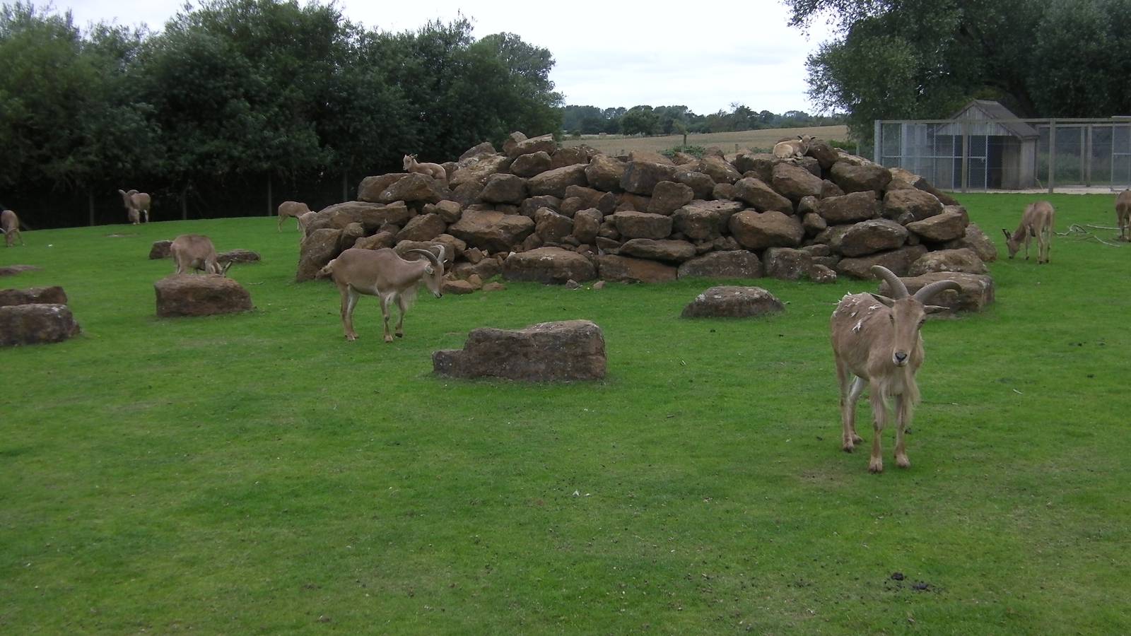 Barbary Sheep Enclosure - 29.07.2011