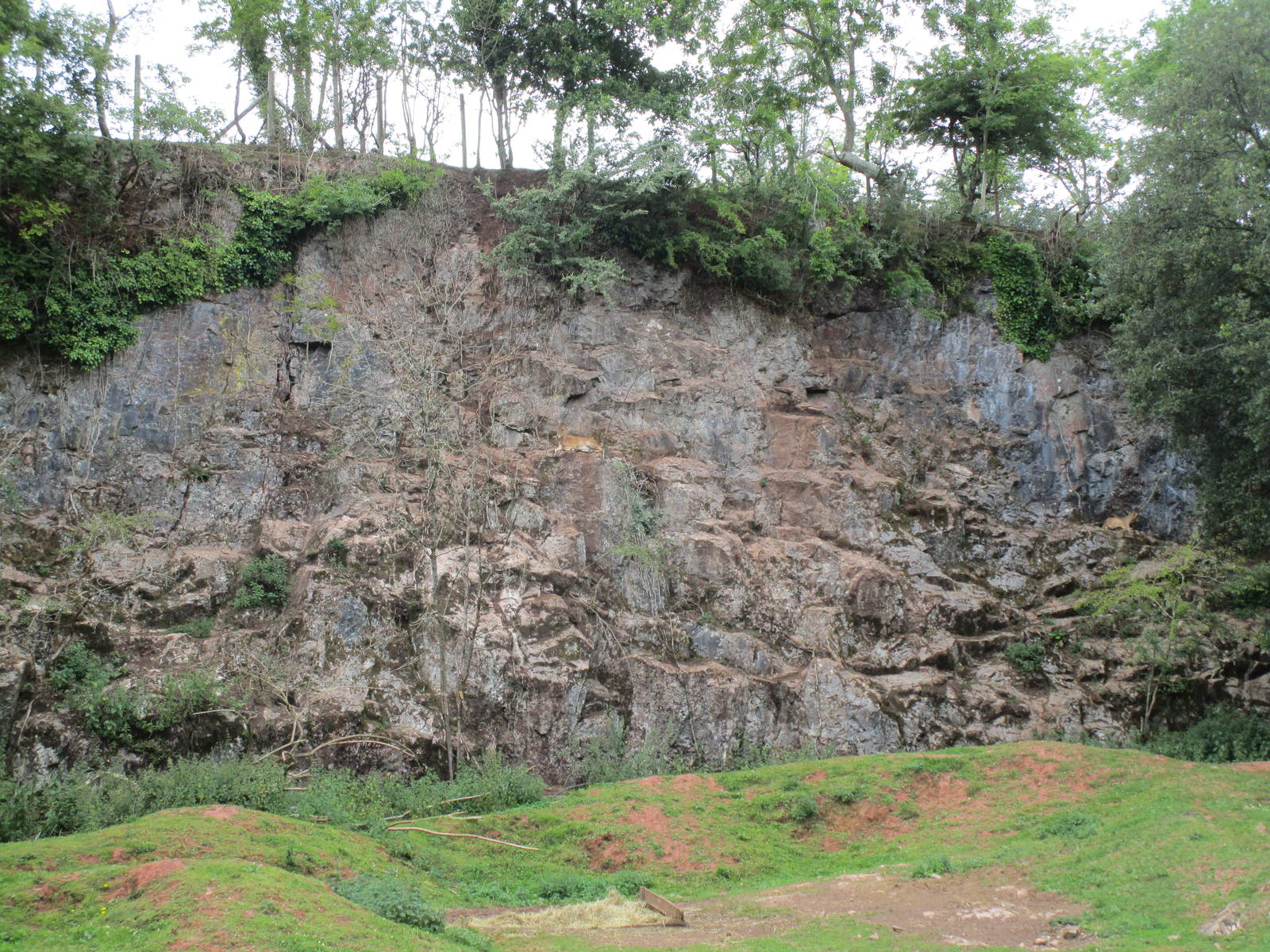 Barbary Sheep Enclosure - 3/8/15