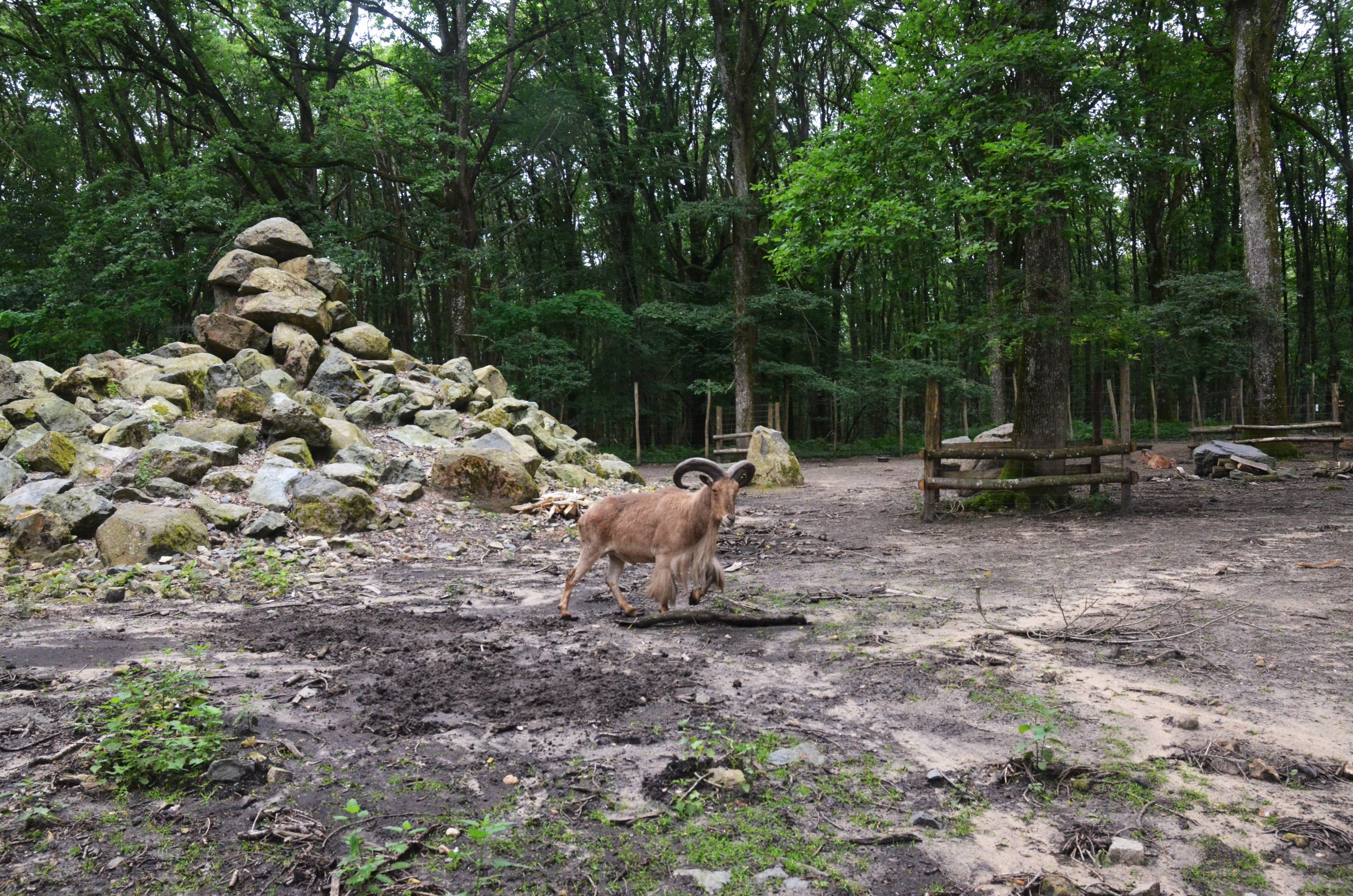 Barbary Sheep Enclosure at Pescheray, 13/06/18
