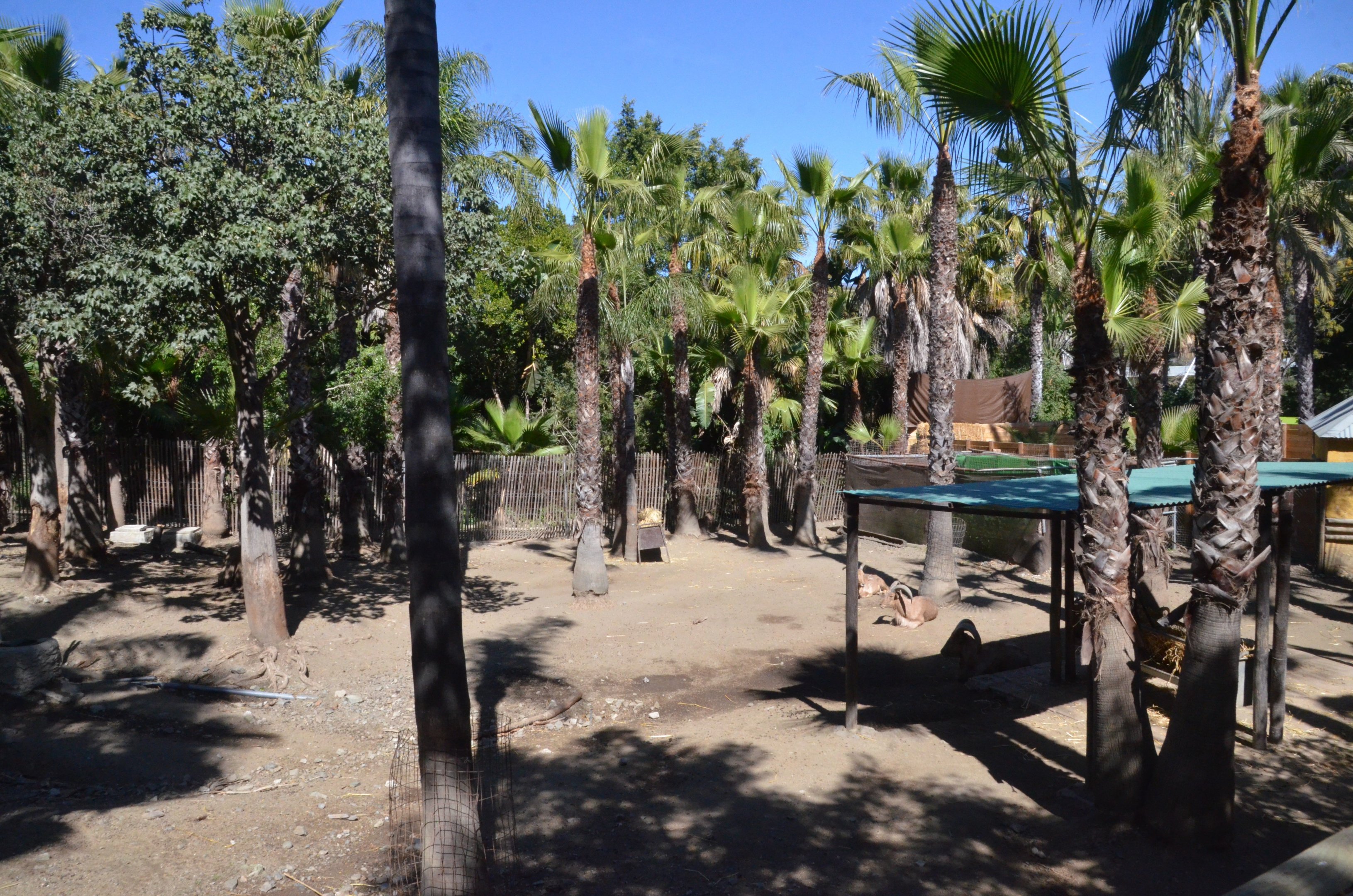 Barbary Sheep Enclosure at Selwo Aventura, 13/03/19