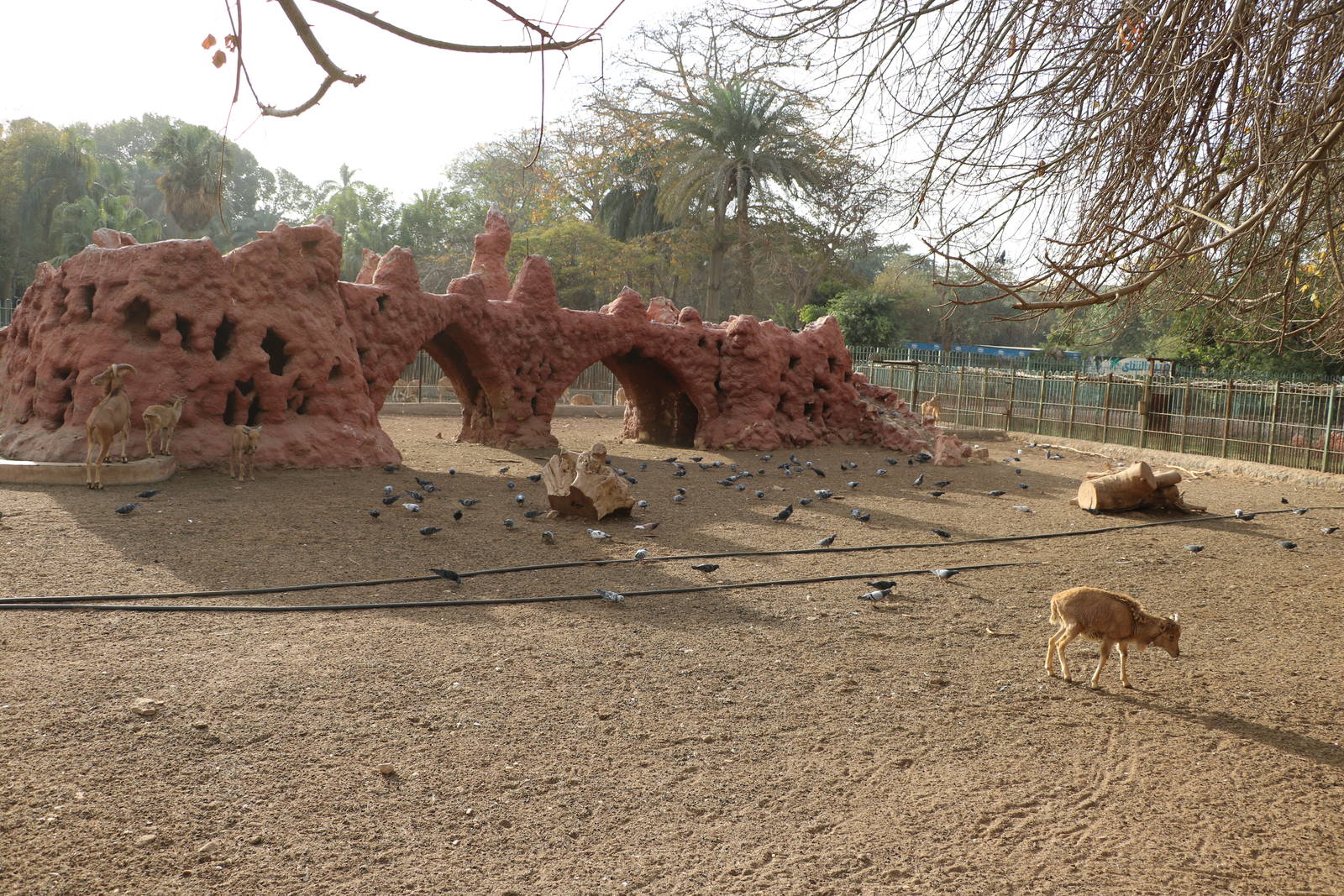 Barbary sheep enclosure, February 2016