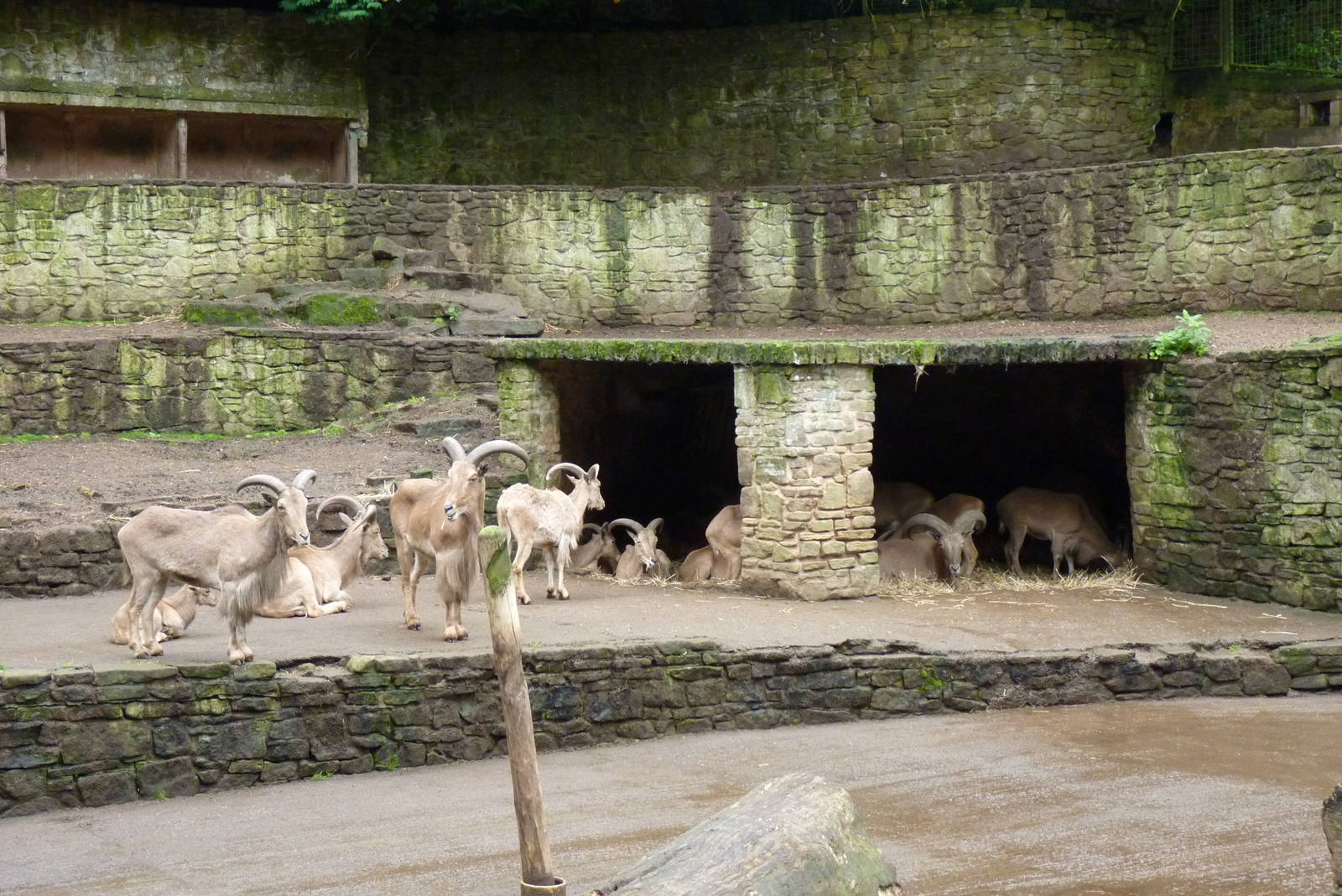 Barbary Sheep enclosure, September 2016