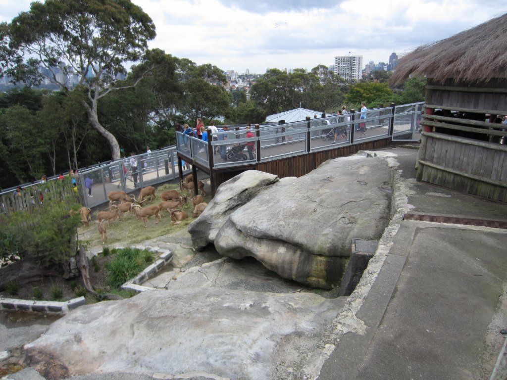 Barbary Sheep enclosure