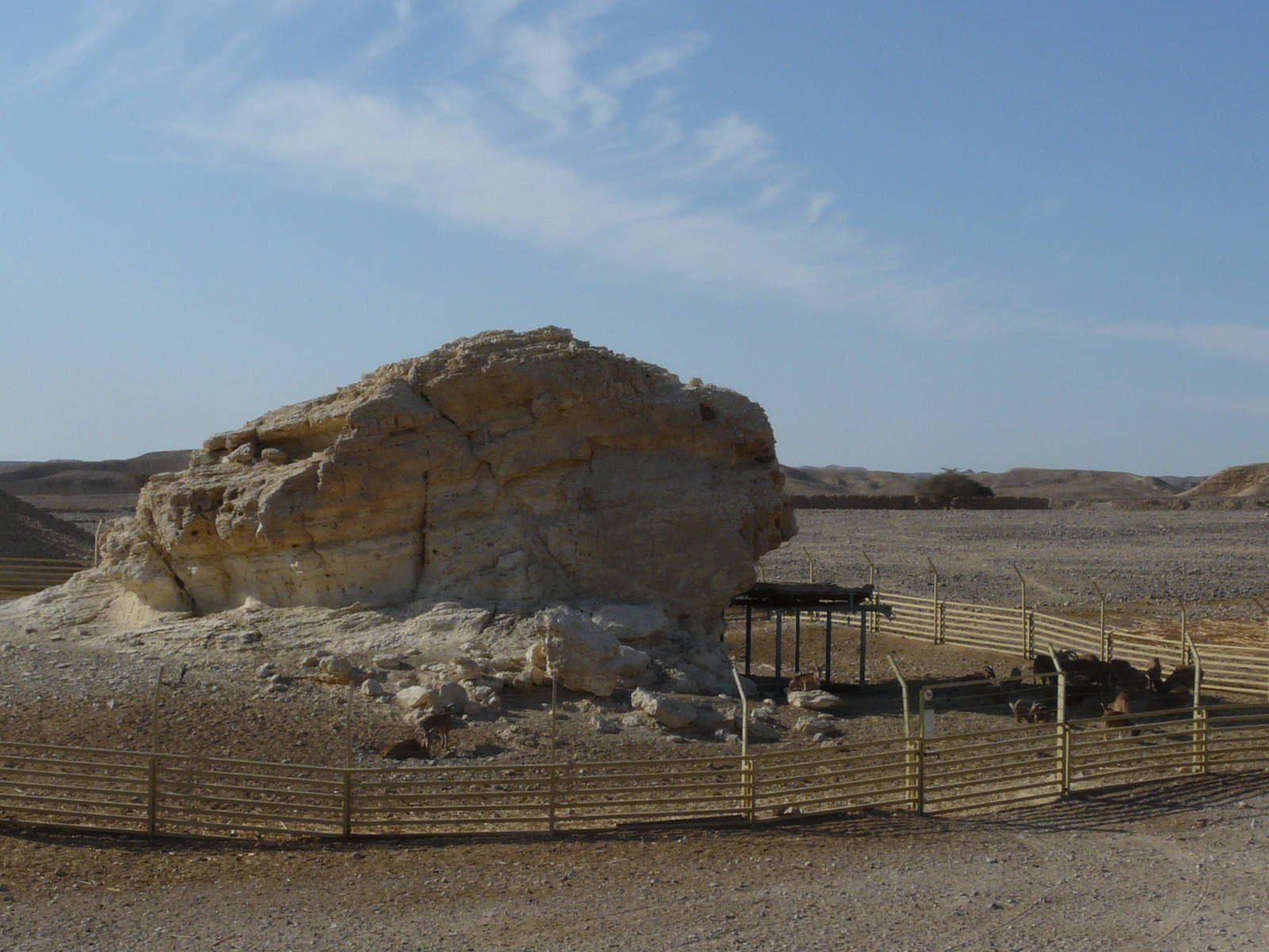 Barbary sheep enclosure